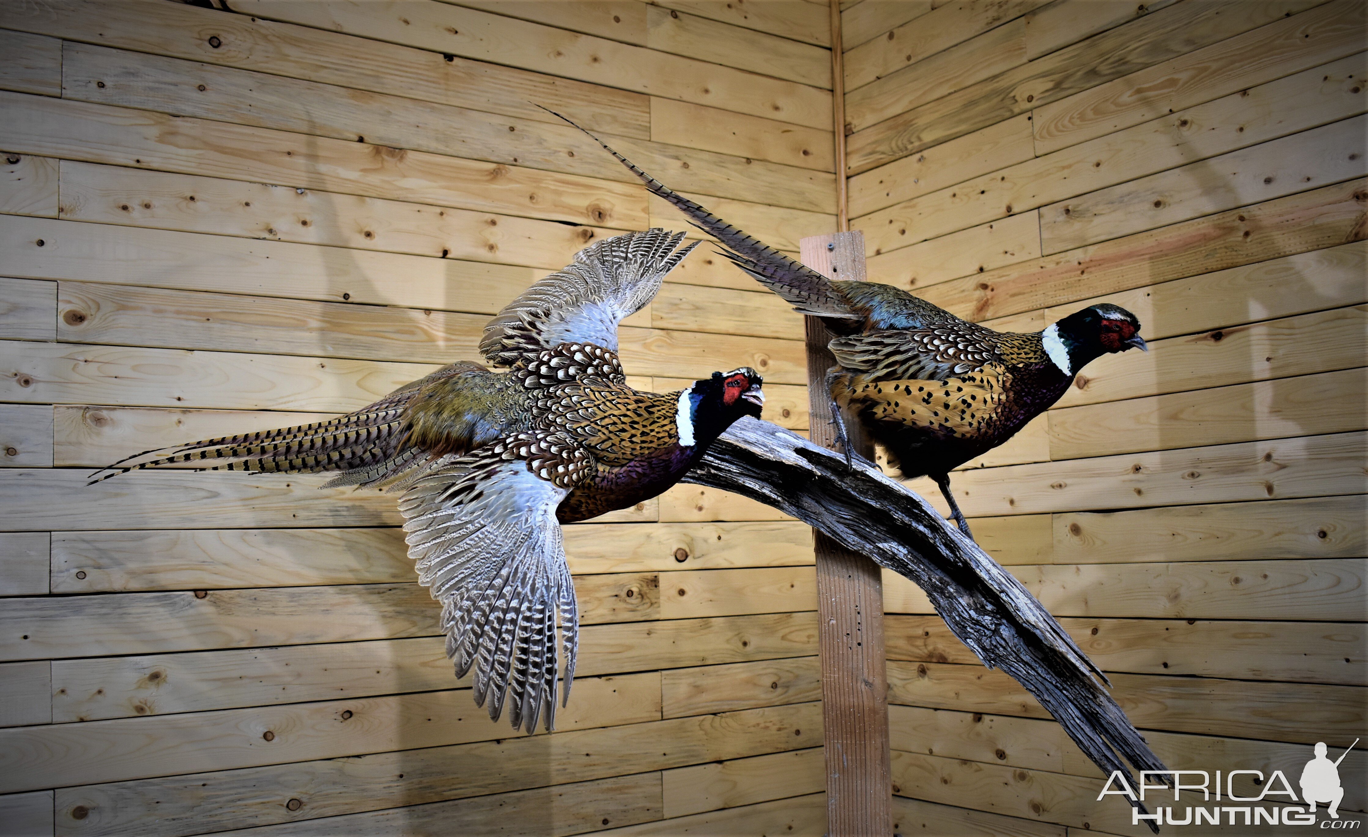 Pair of Pheasant Full Mount Taxidermy