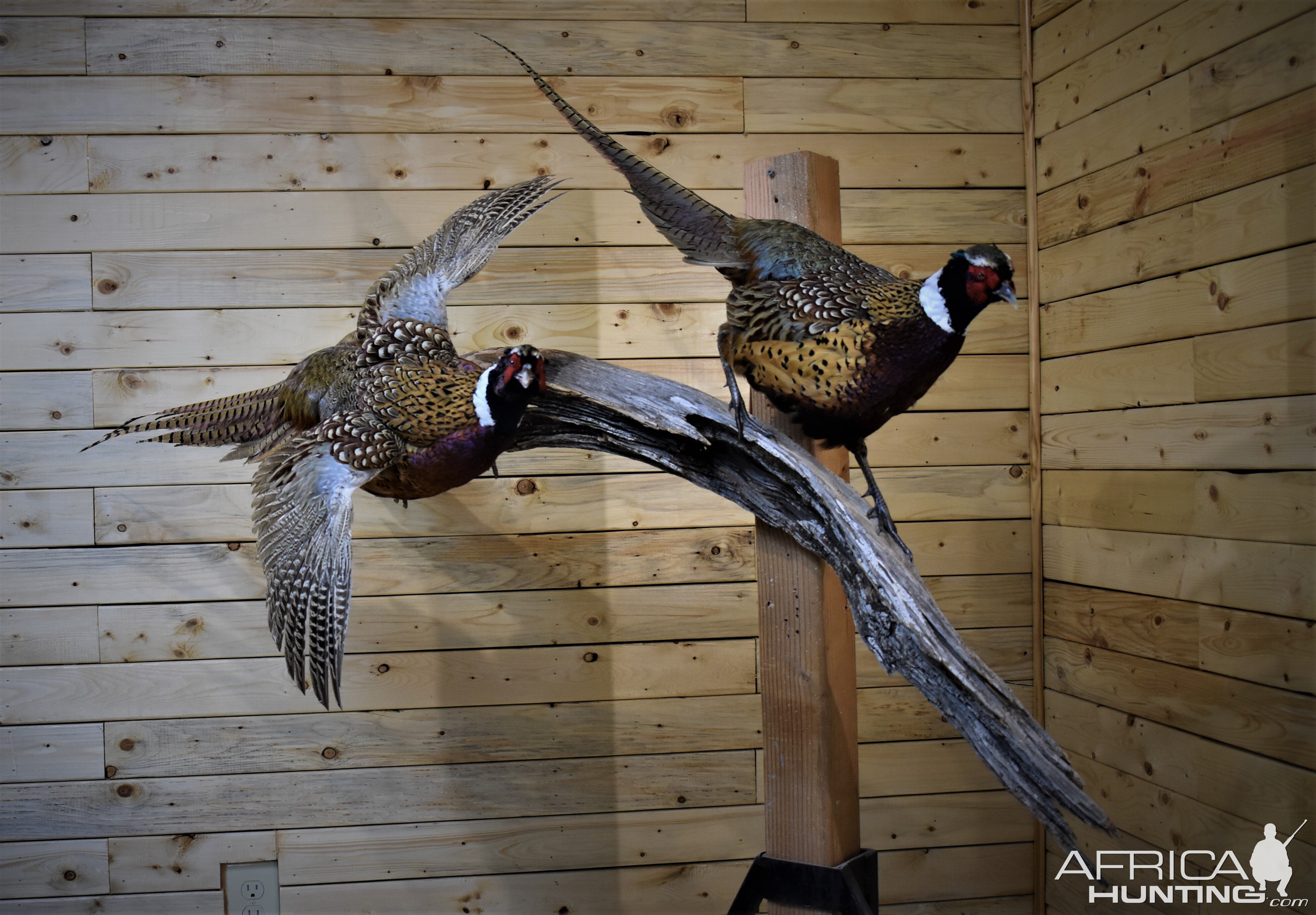 Pair of Pheasant Full Mount Taxidermy