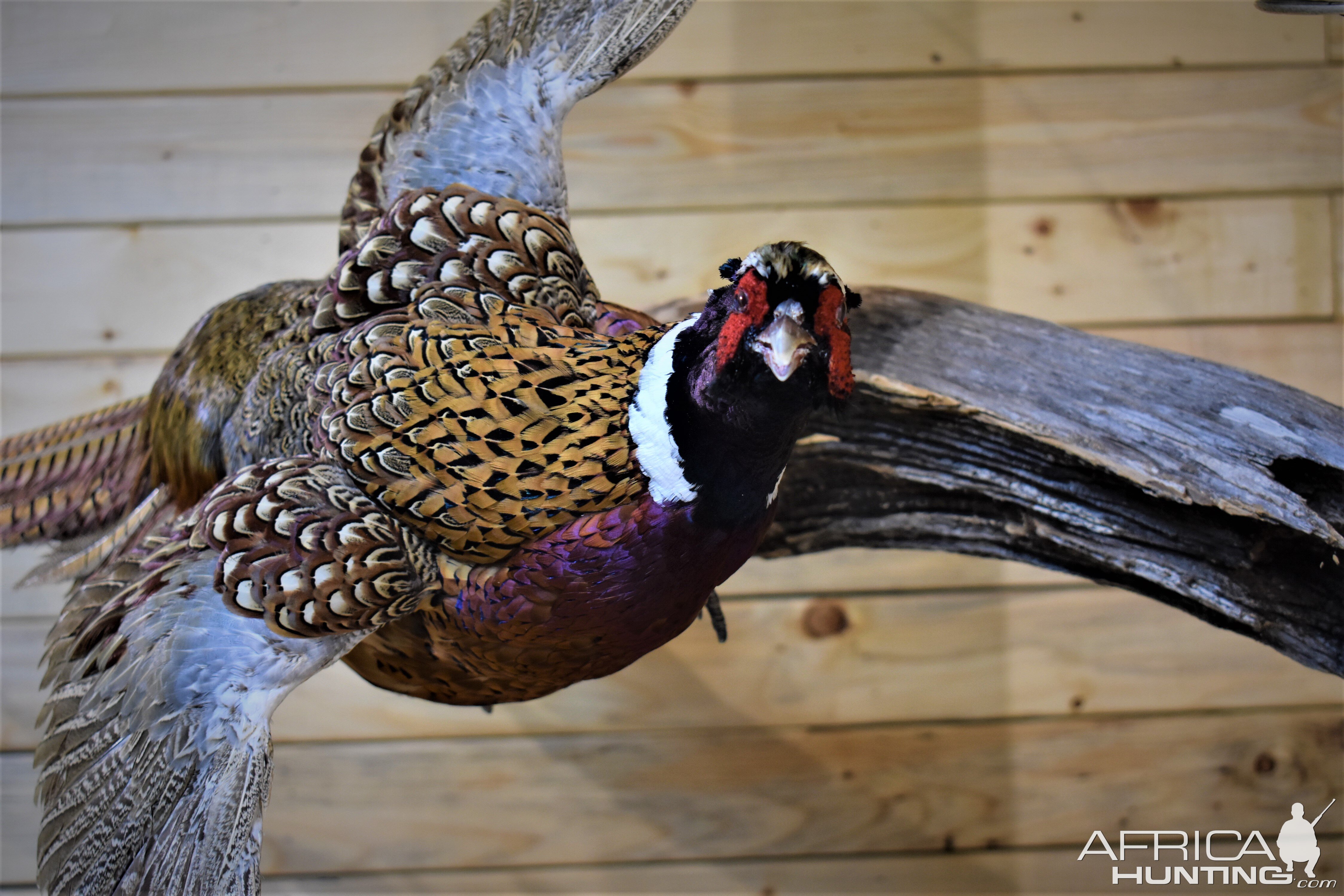 Pair of Pheasant Full Mount Taxidermy