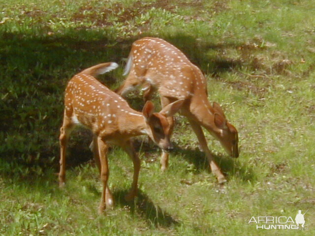 Pair of whitetail fawns at Pelican Lake WI