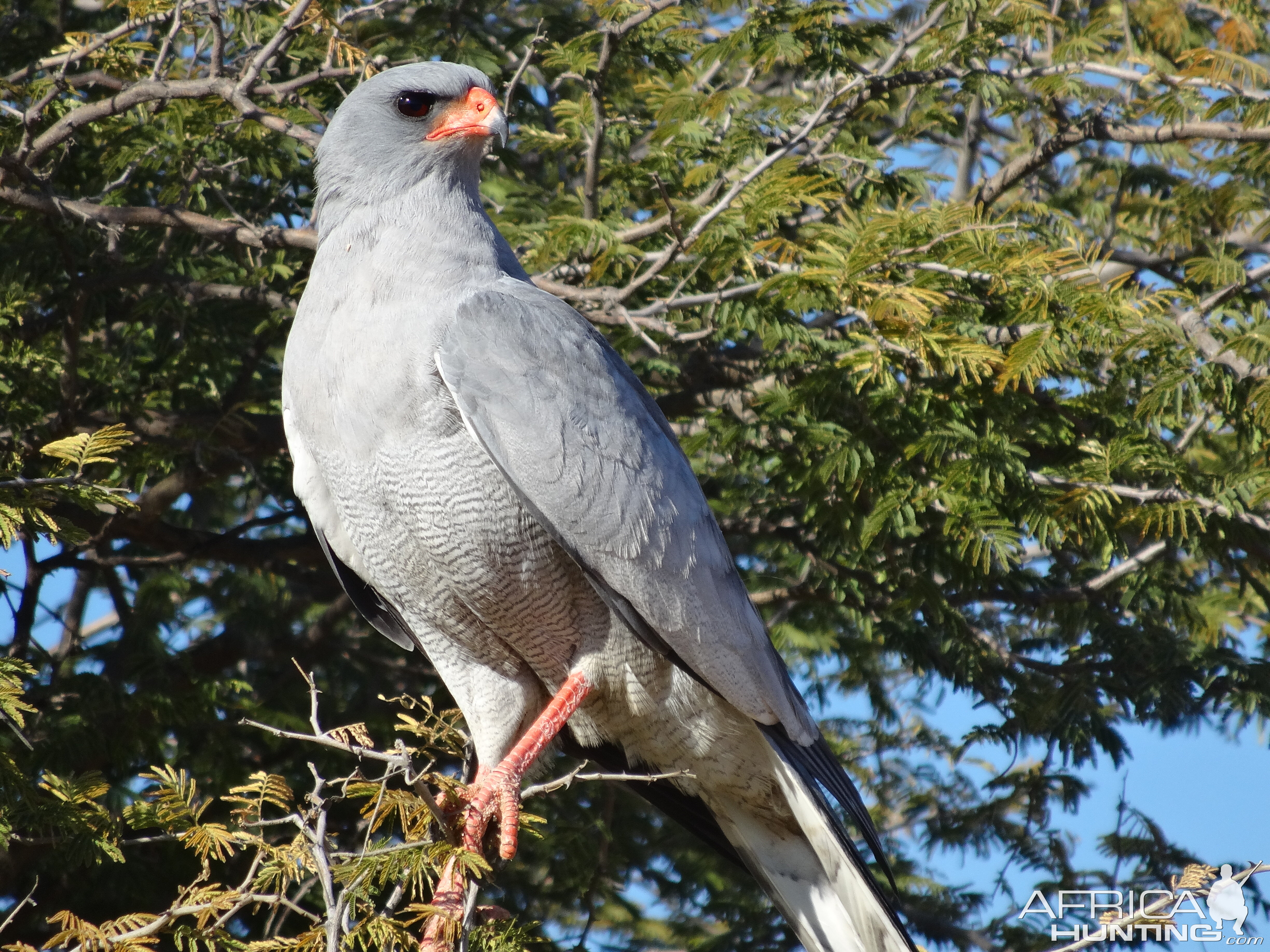 pale chanting goshawk