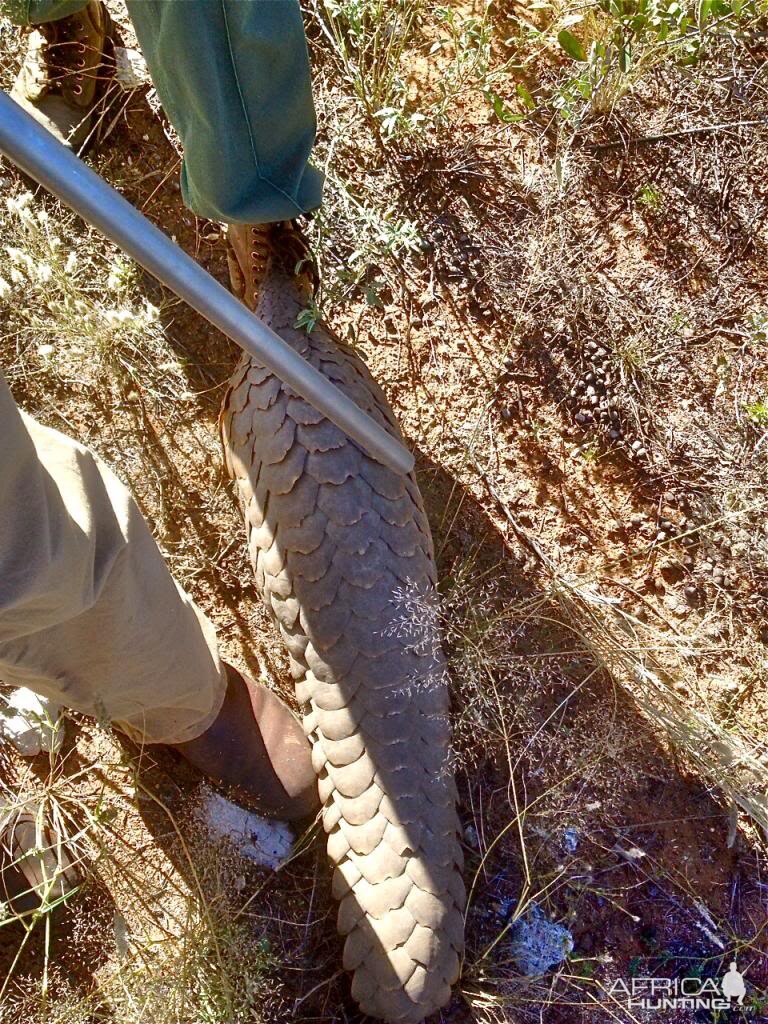 Pangolin in Nambia