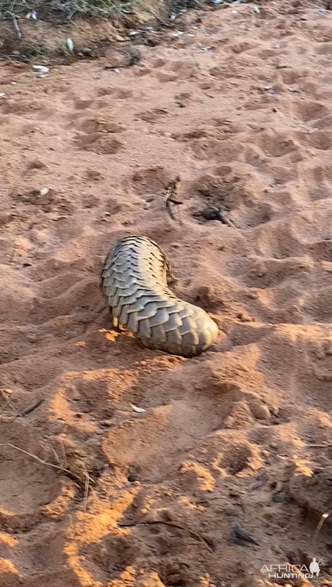 Pangolin in Namibia