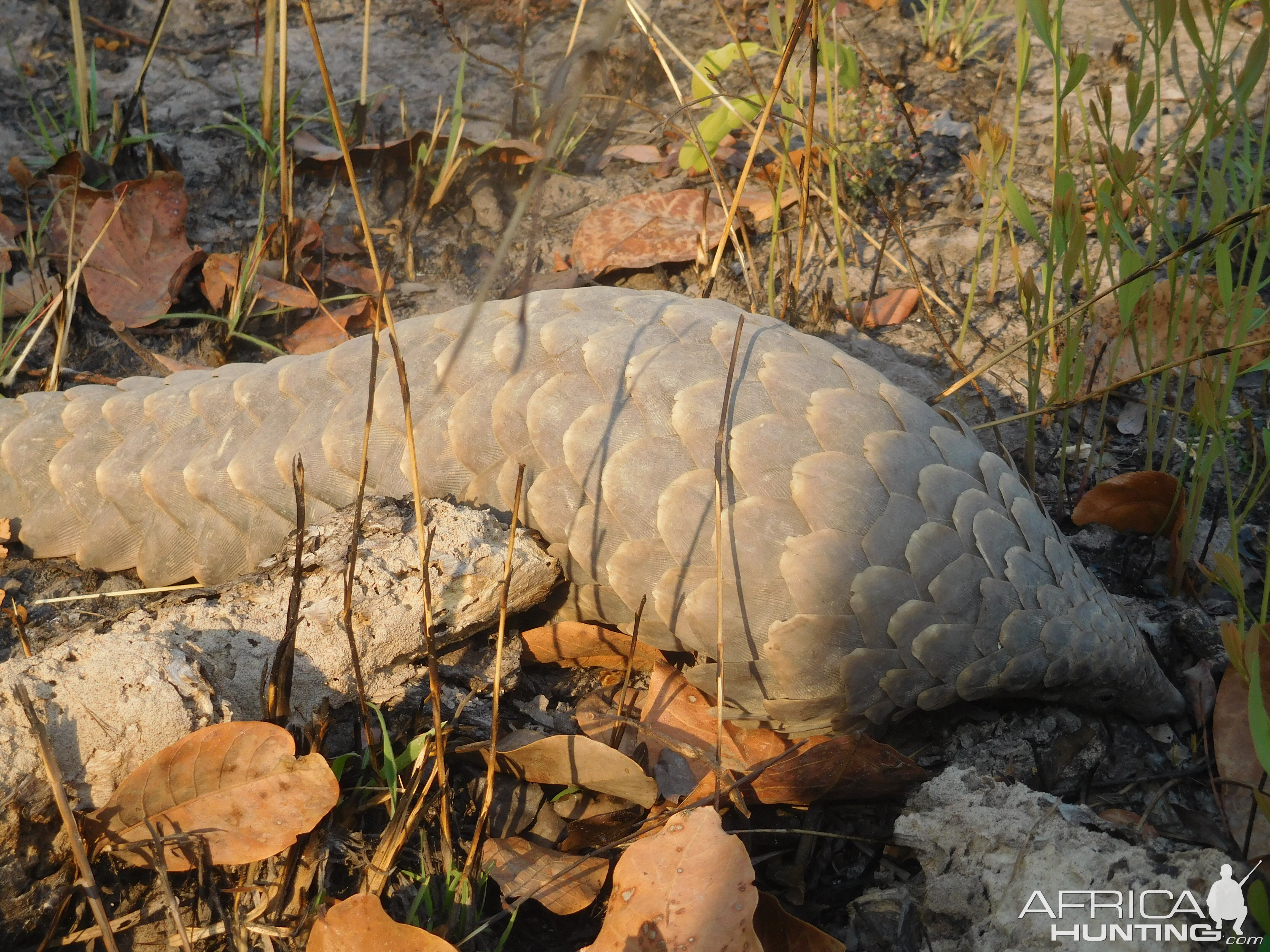 Pangolin in Tanzania