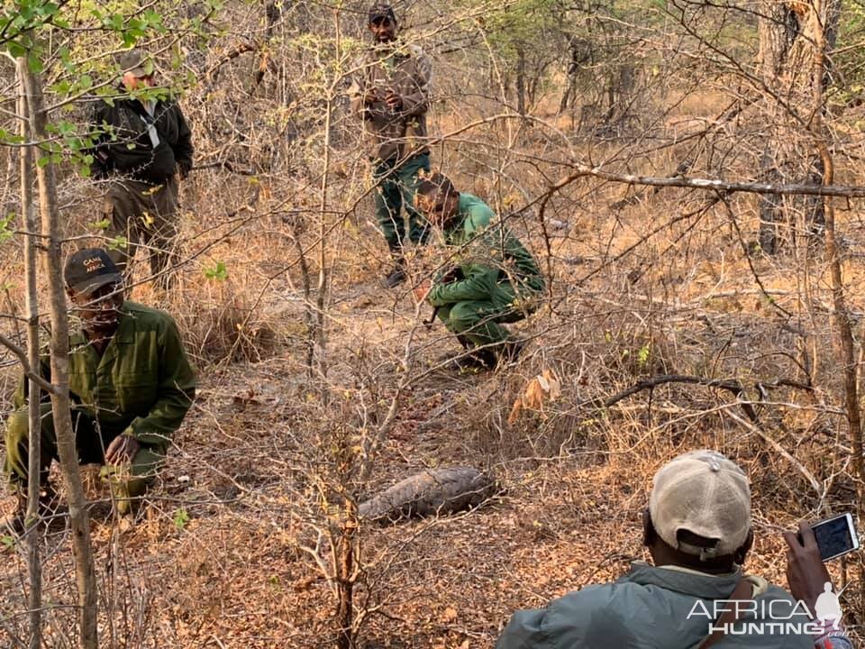 Pangolin in Tanzania