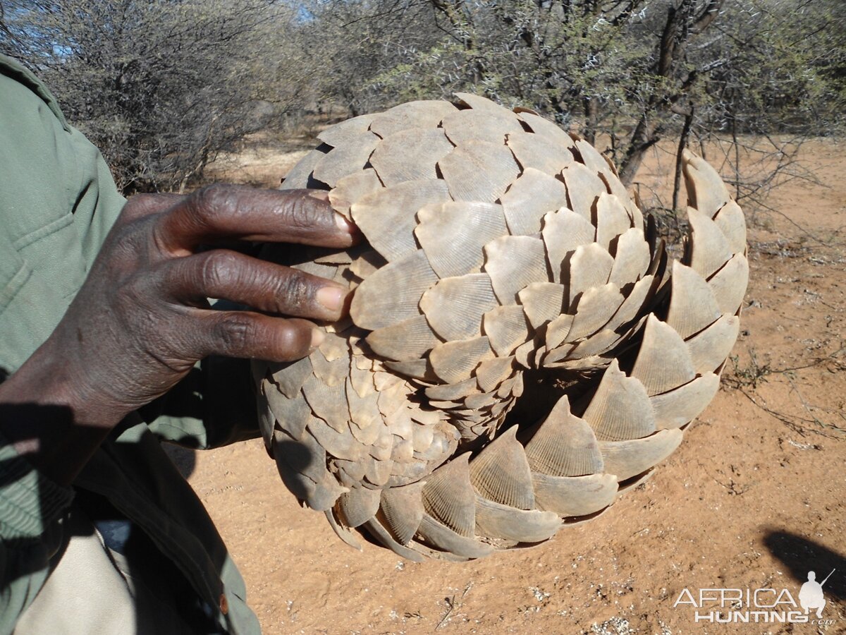 Pangolin Namibia