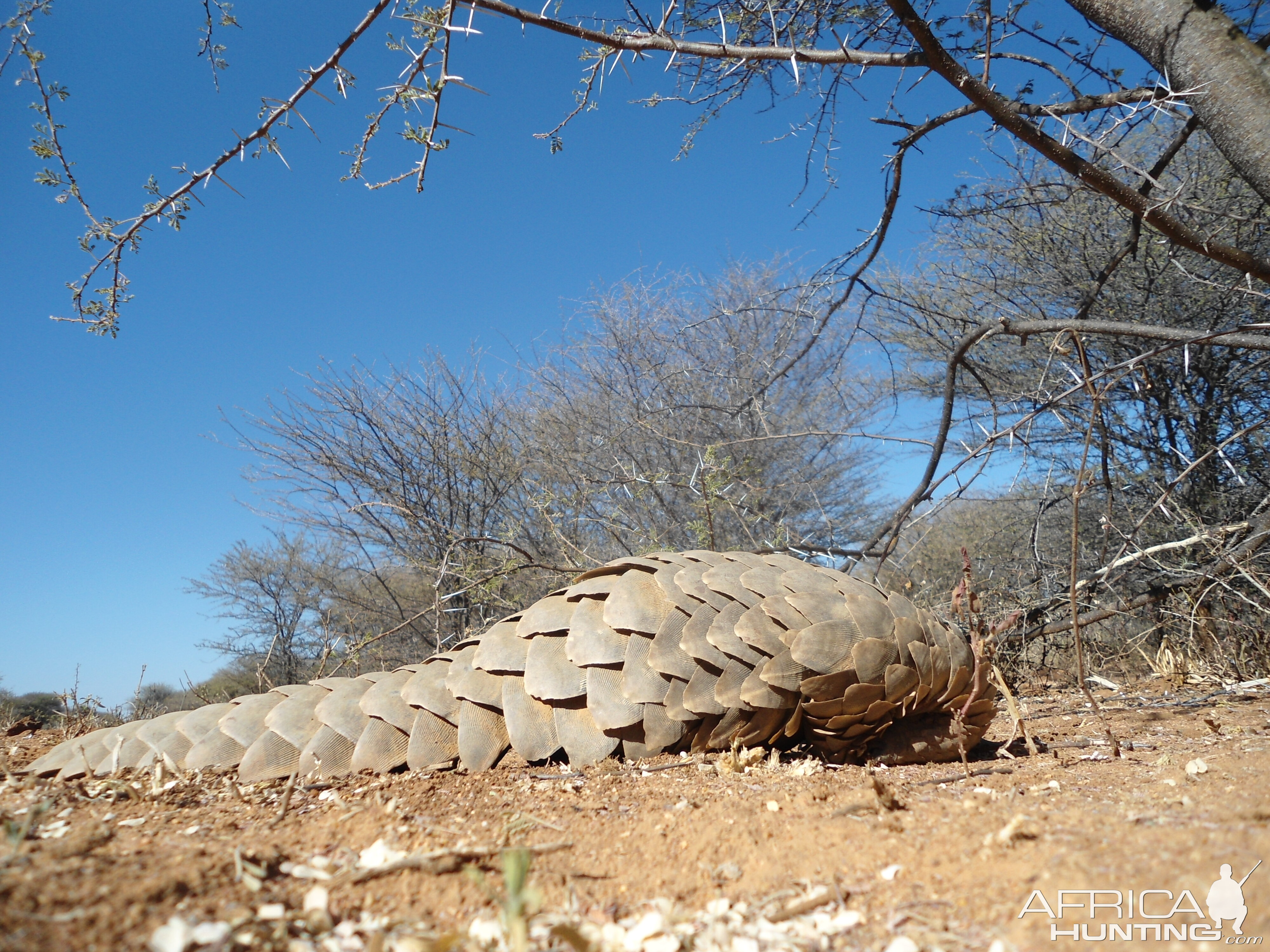 Pangolin Namibia