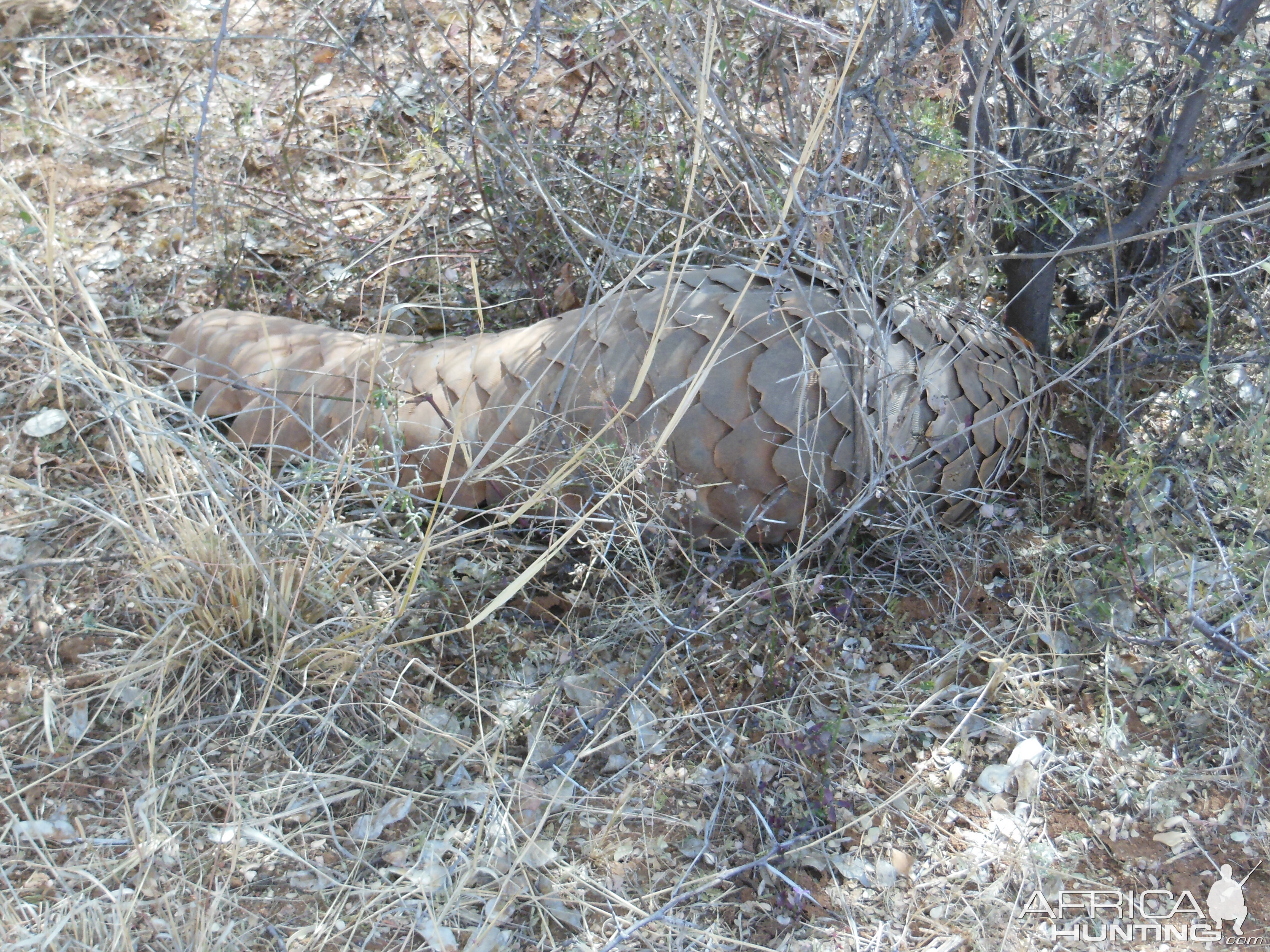 Pangolin Namibia