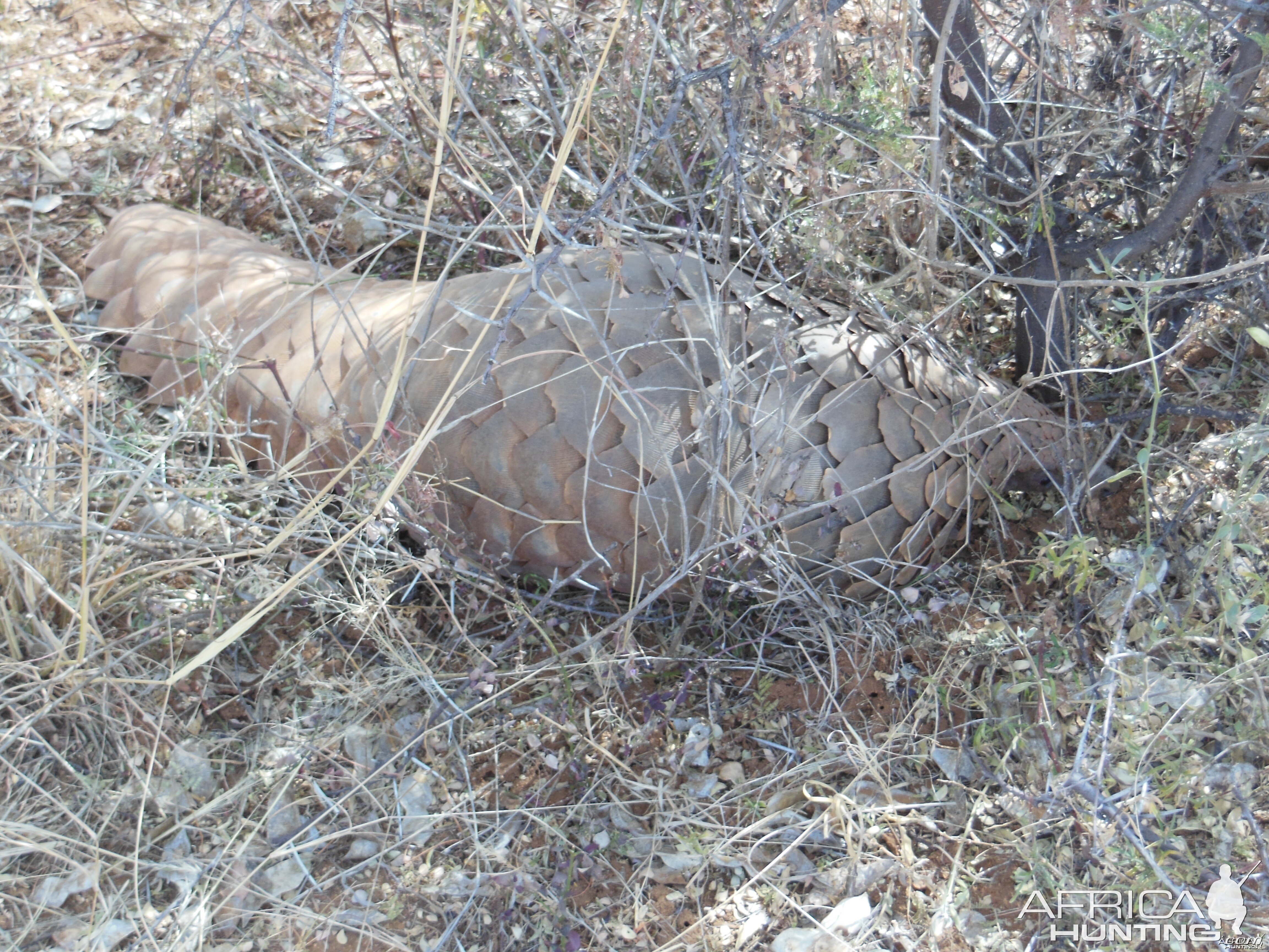 Pangolin Namibia