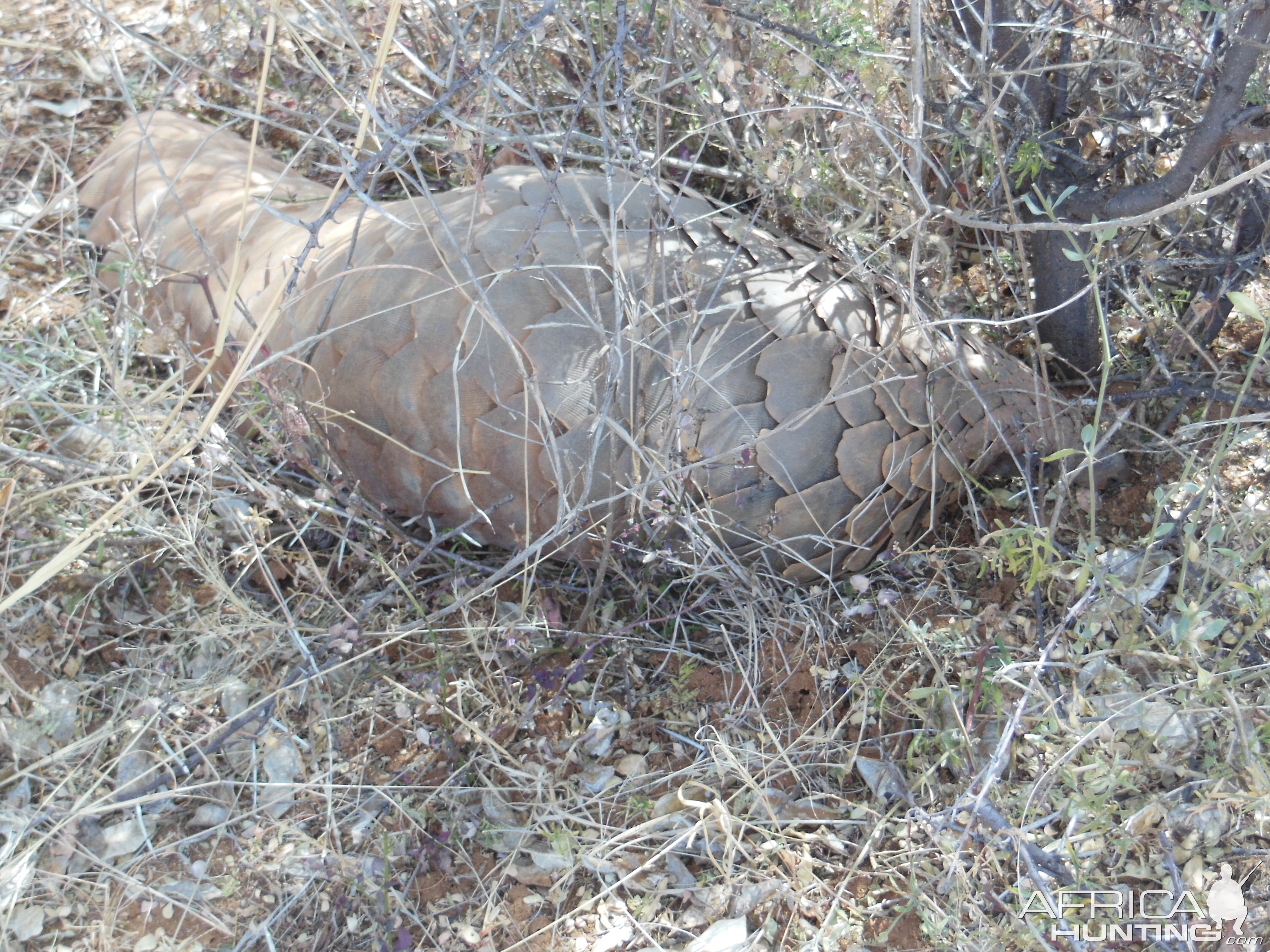 Pangolin Namibia