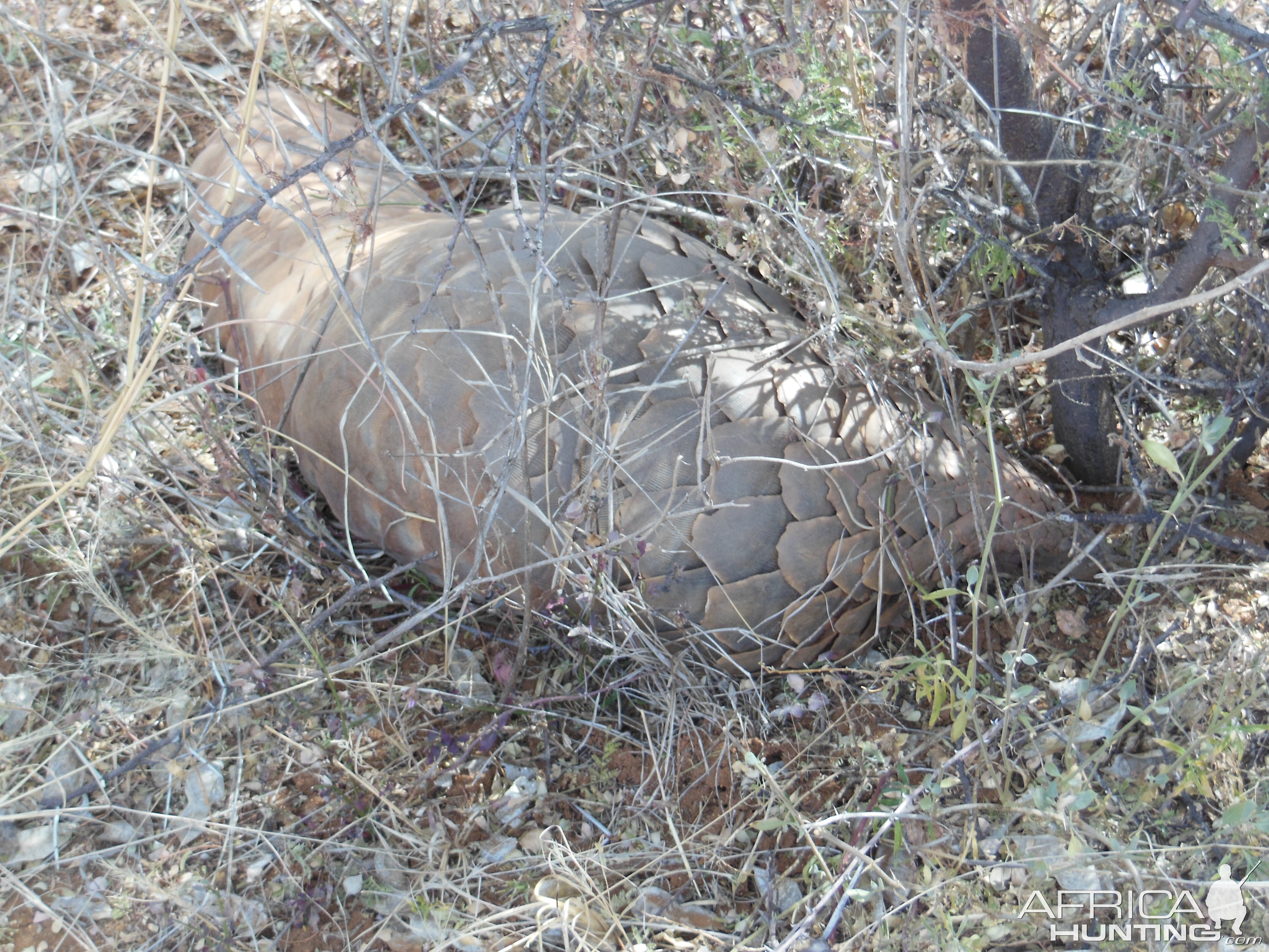 Pangolin Namibia