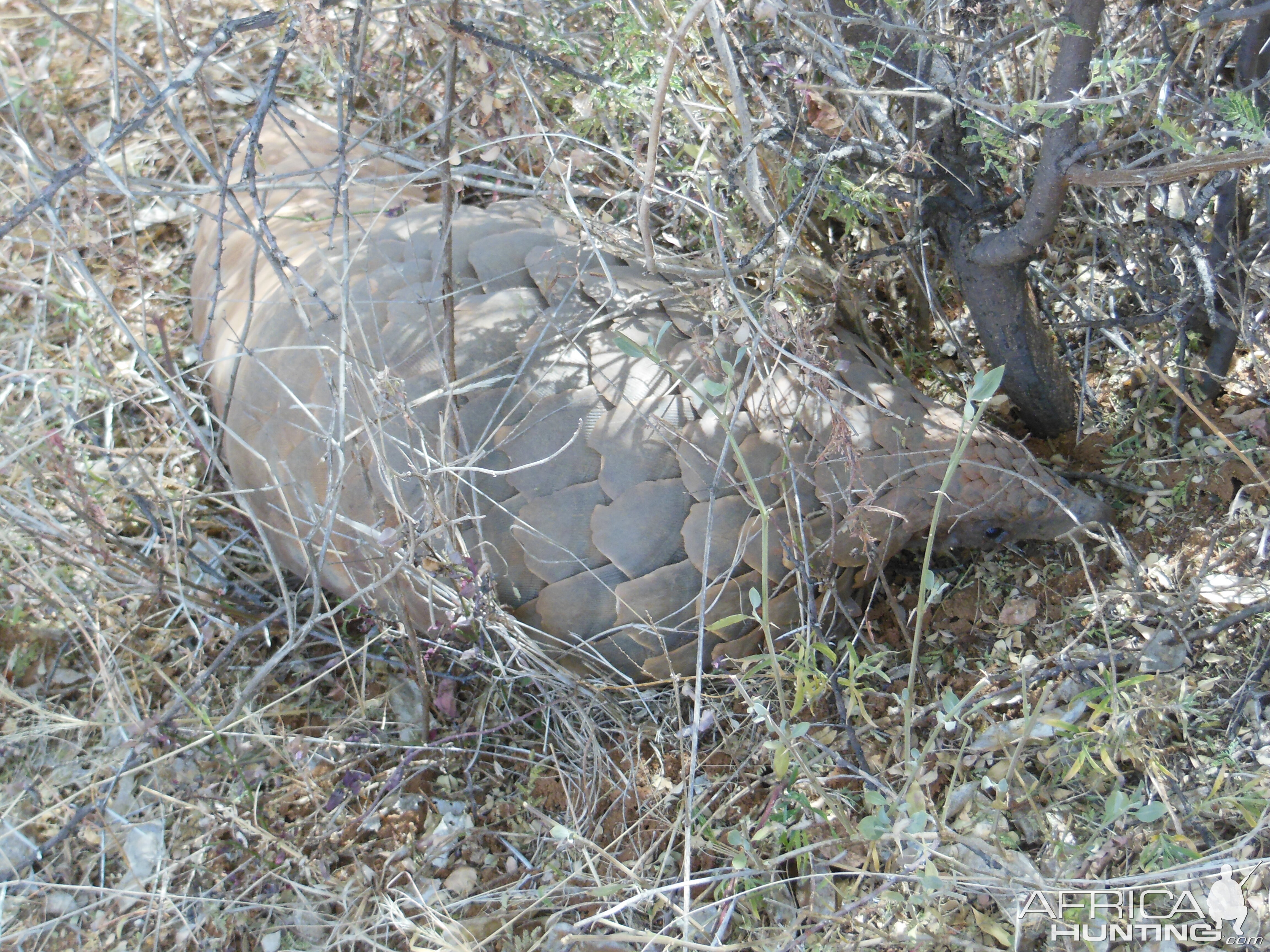 Pangolin Namibia