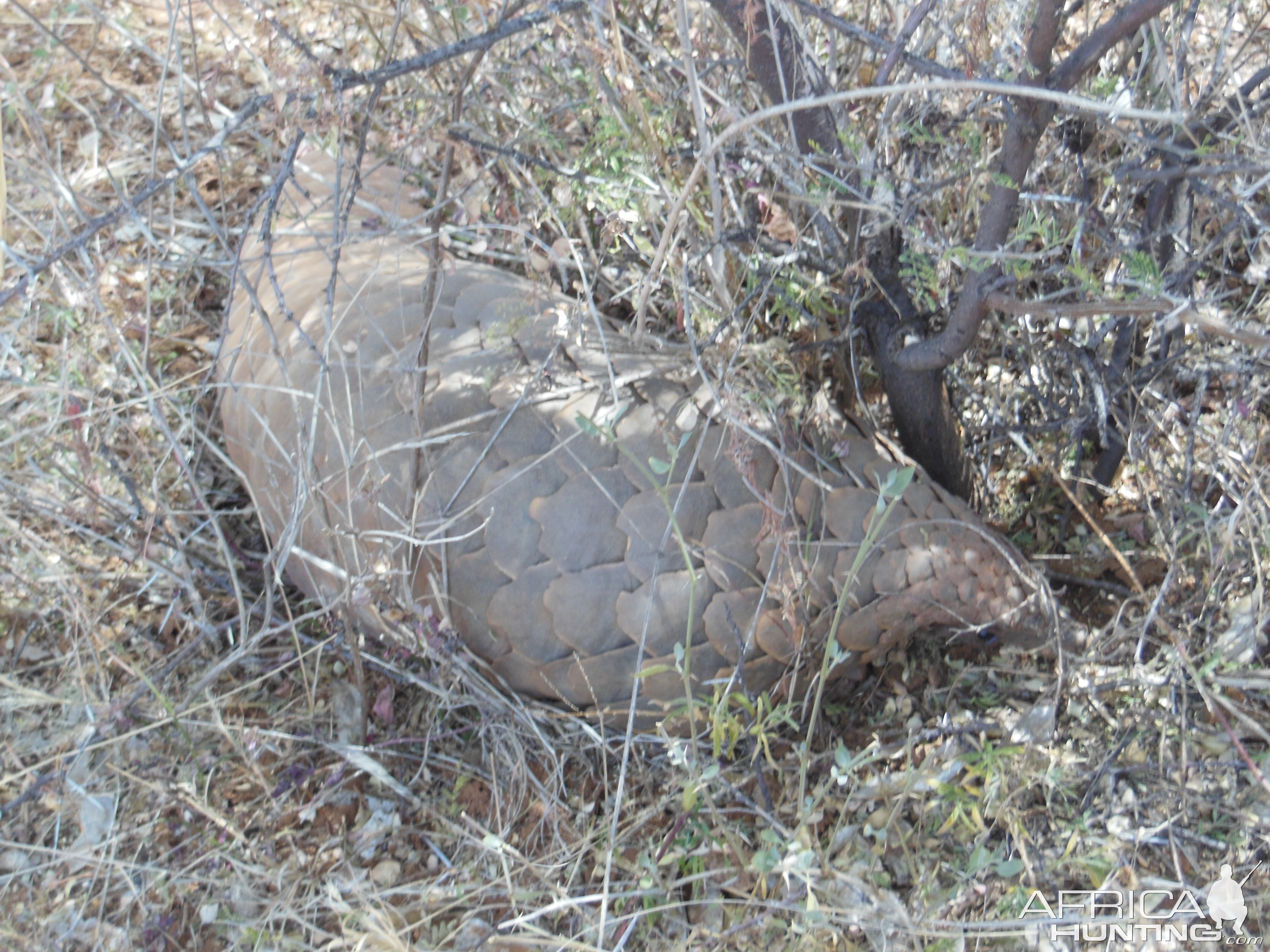 Pangolin Namibia