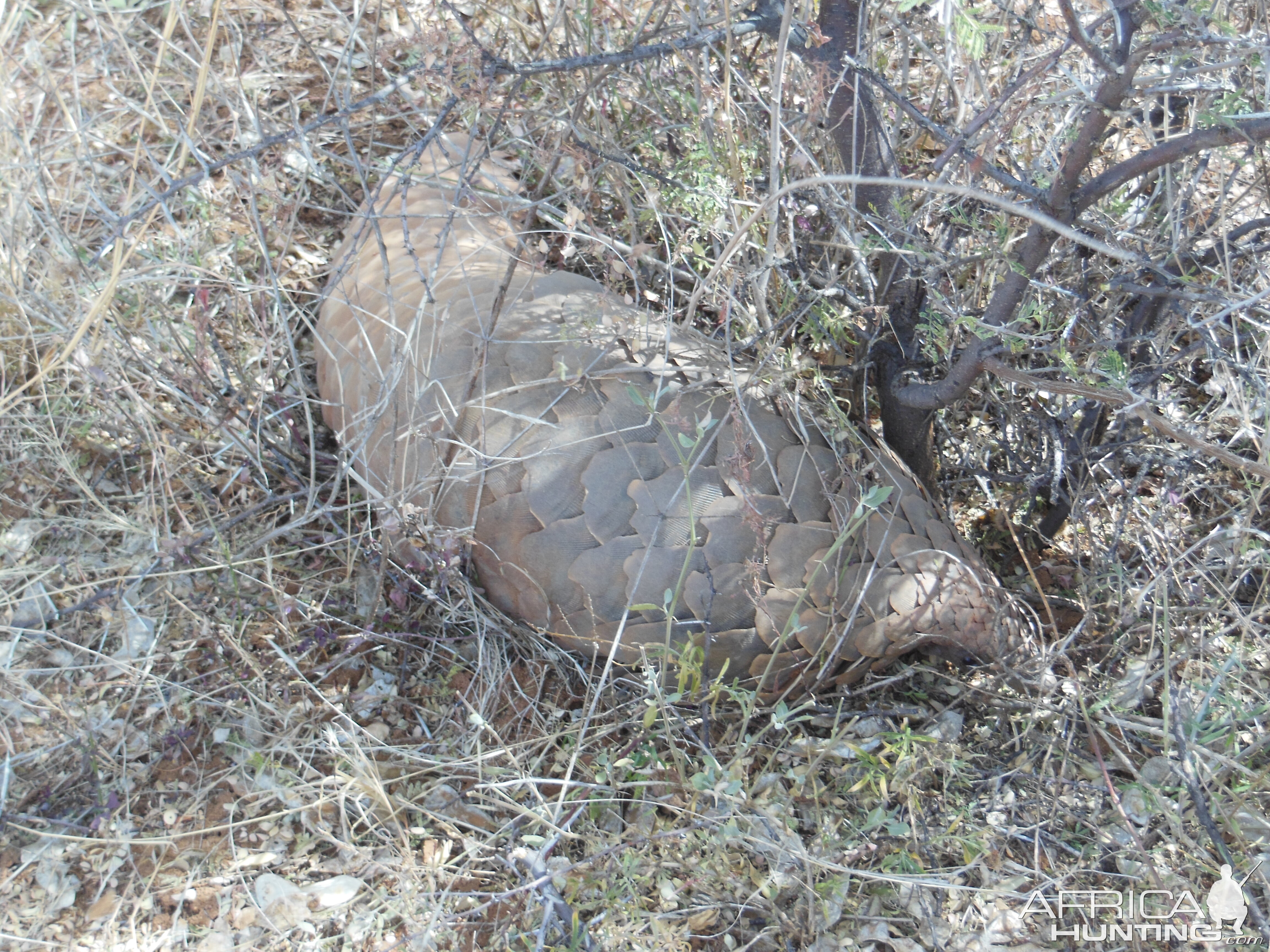 Pangolin Namibia