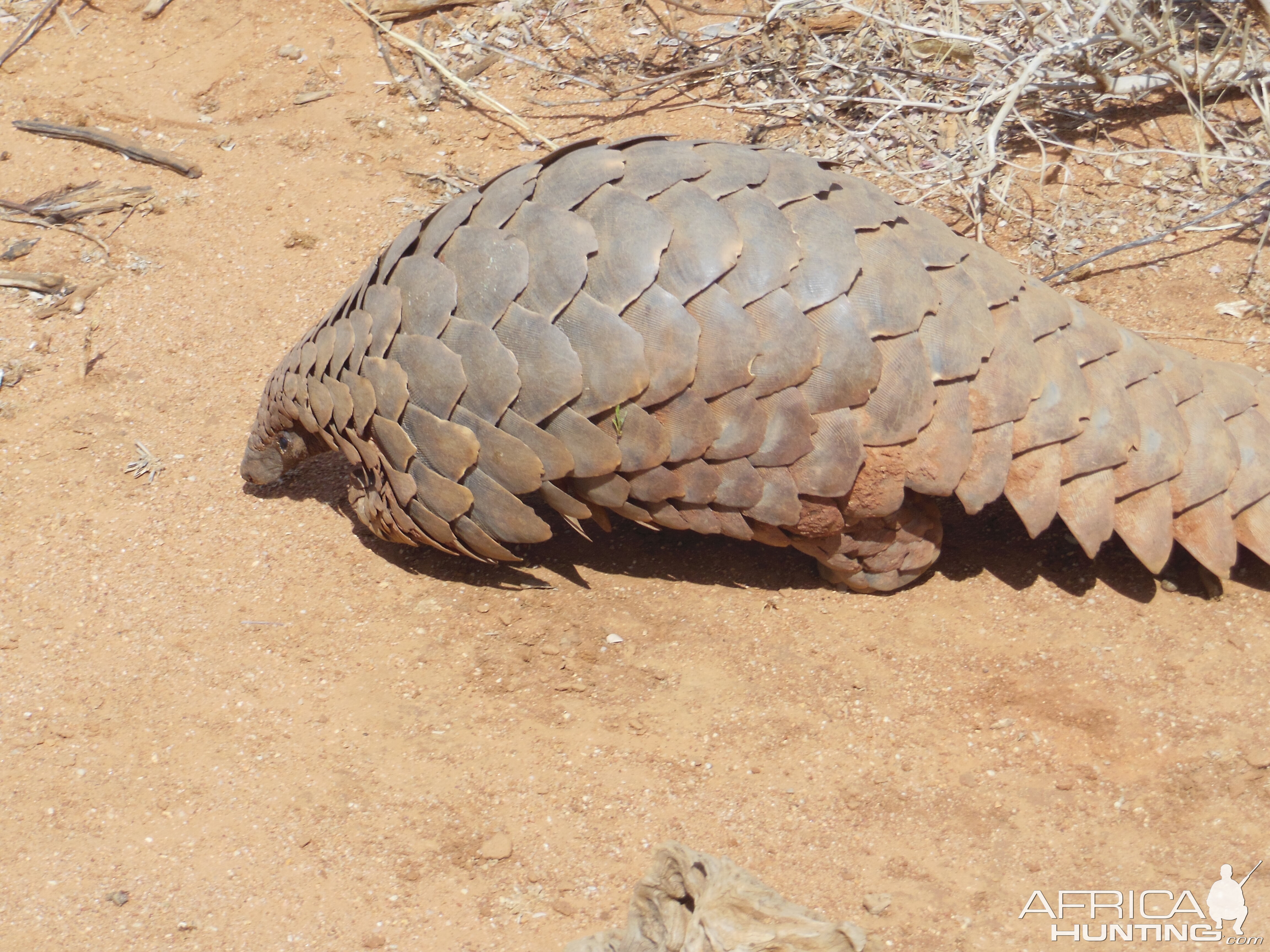 Pangolin Namibia