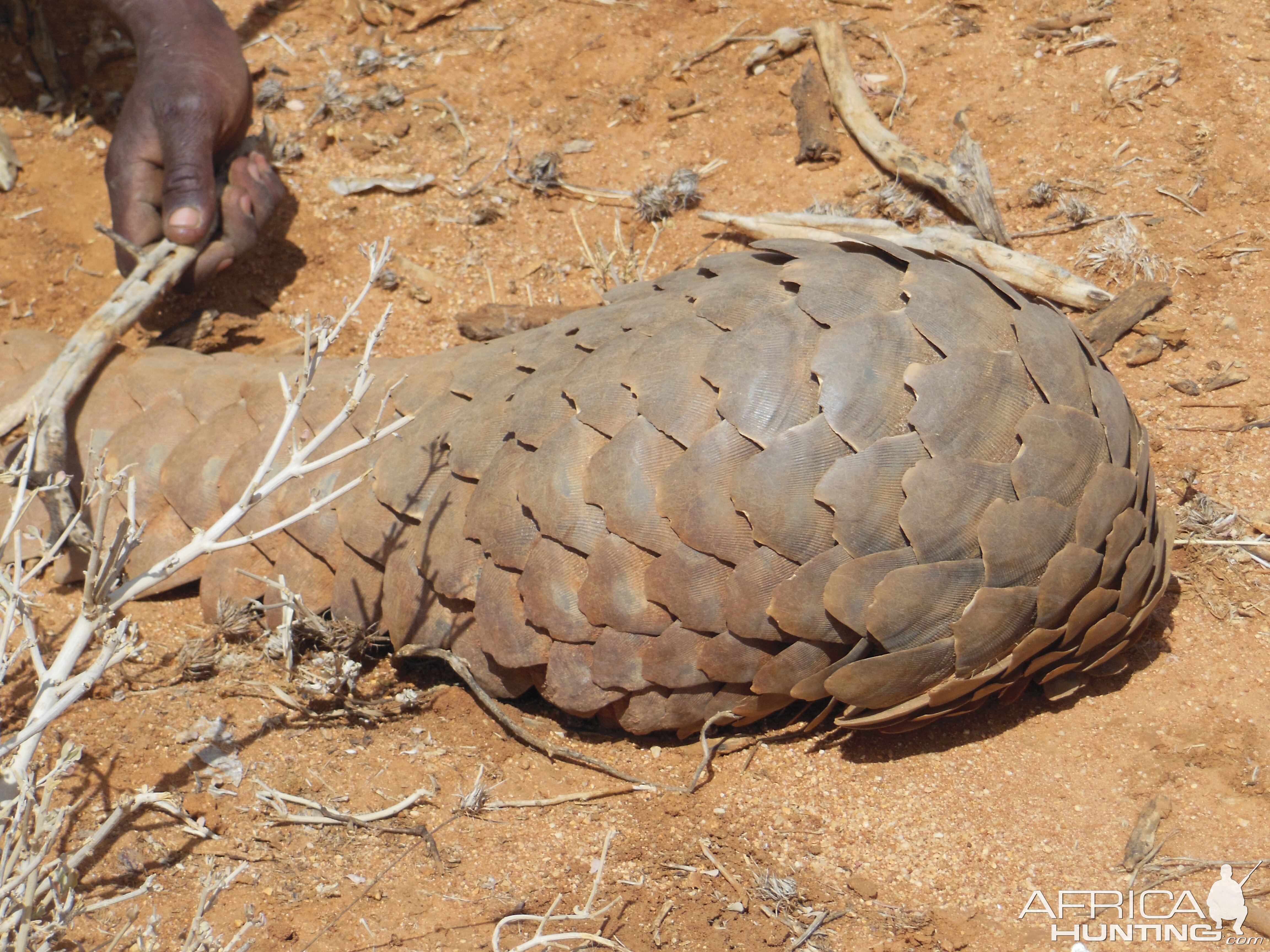 Pangolin Namibia