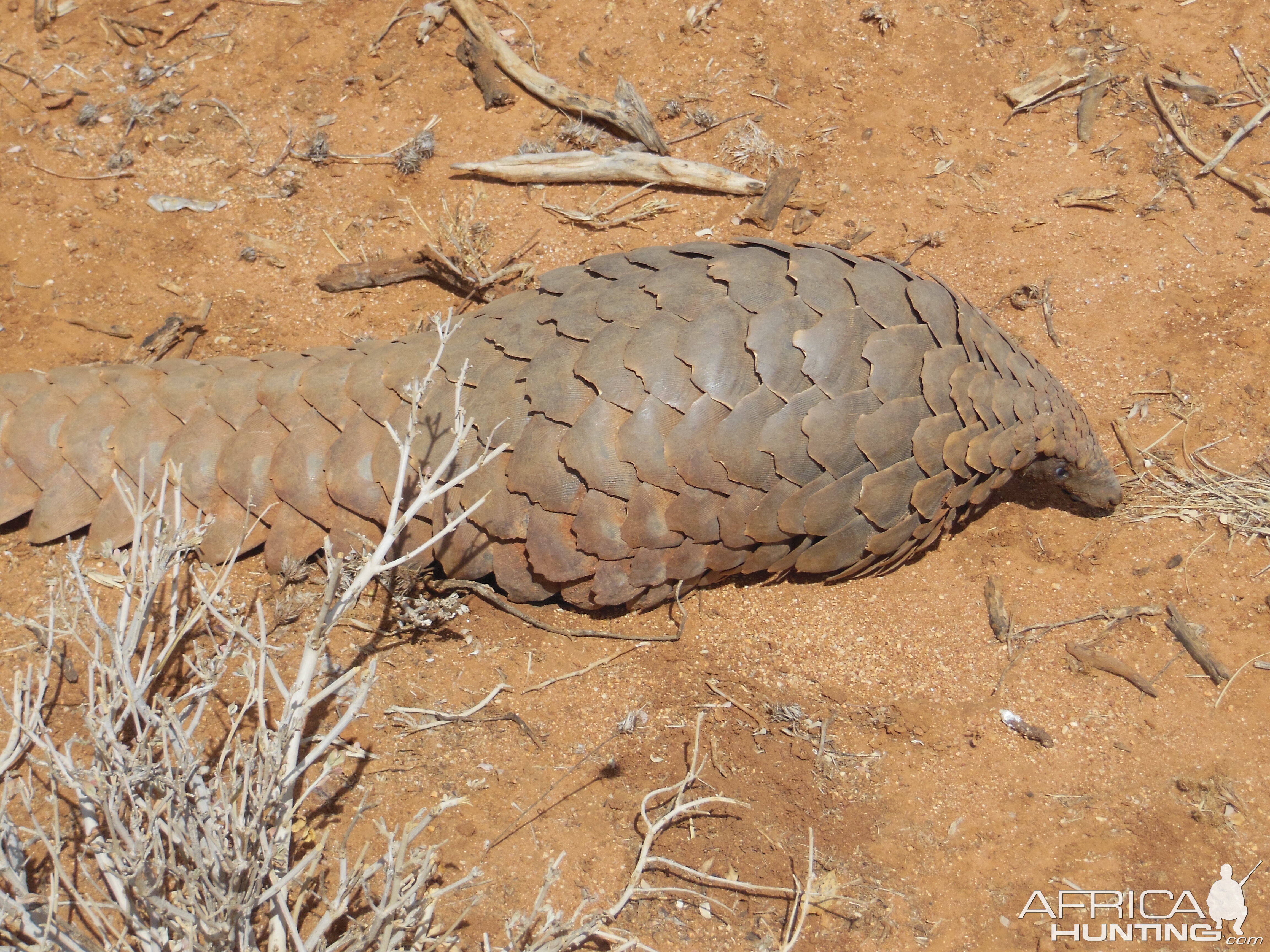 Pangolin Namibia