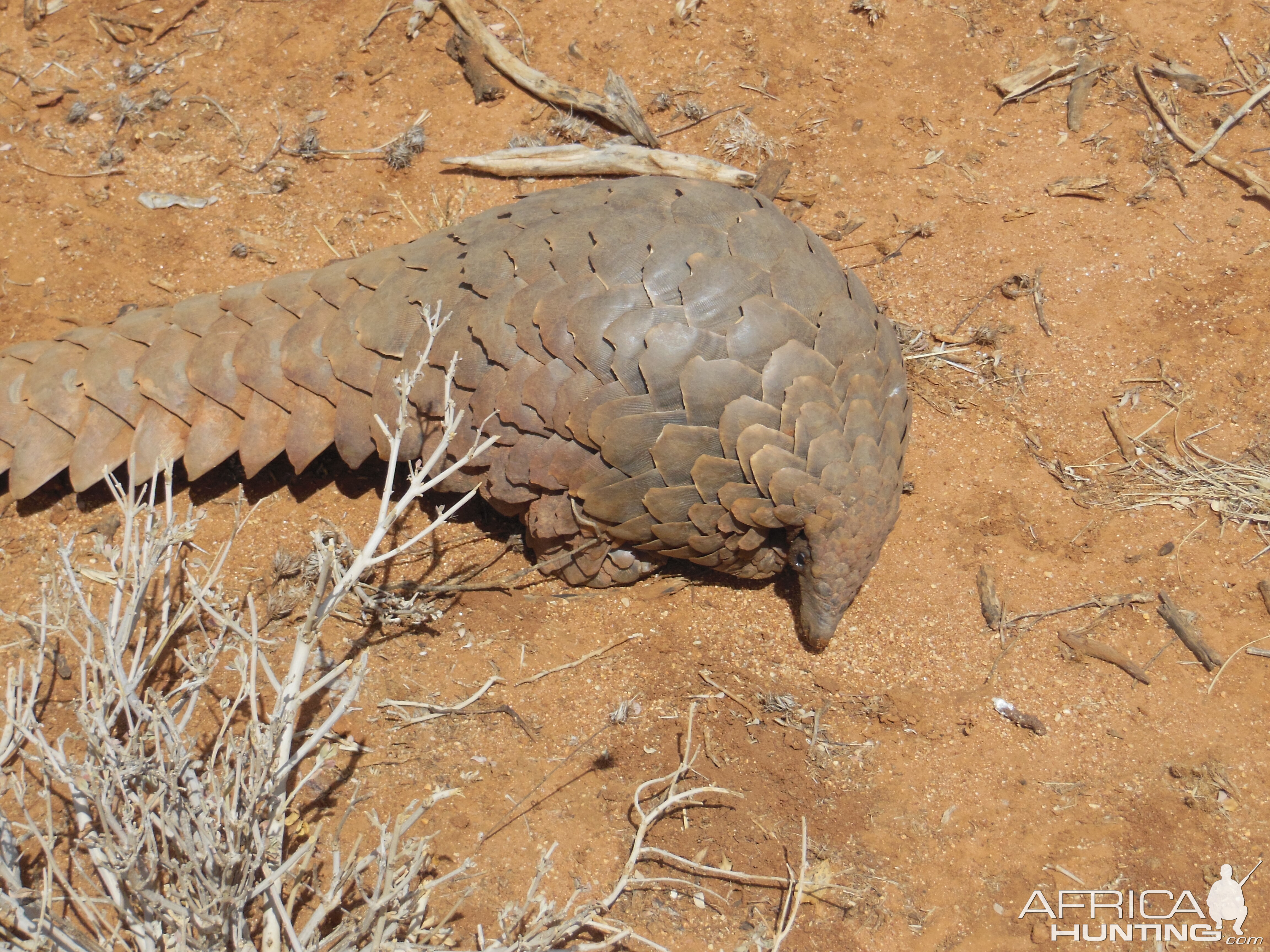 Pangolin Namibia