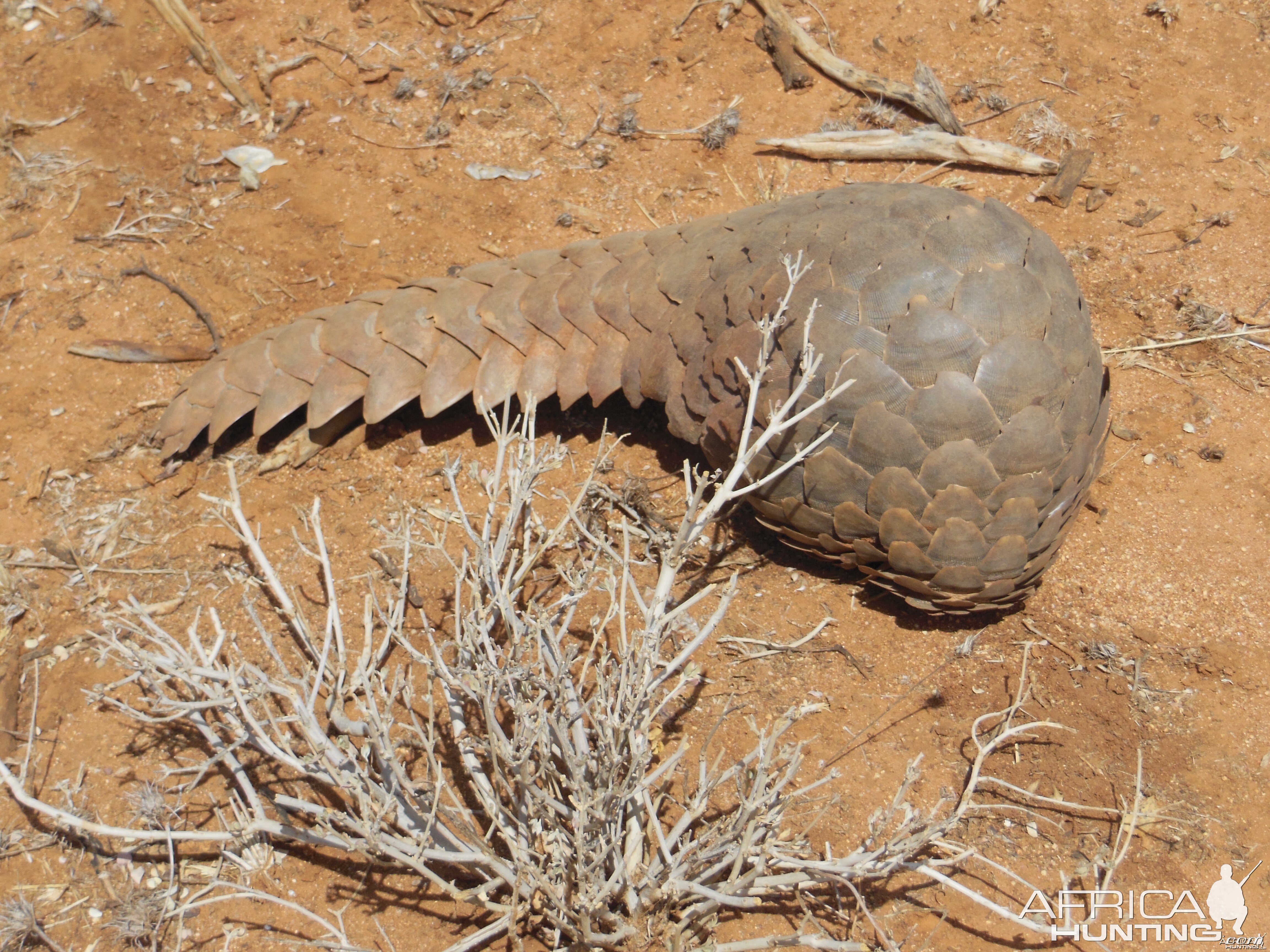 Pangolin Namibia