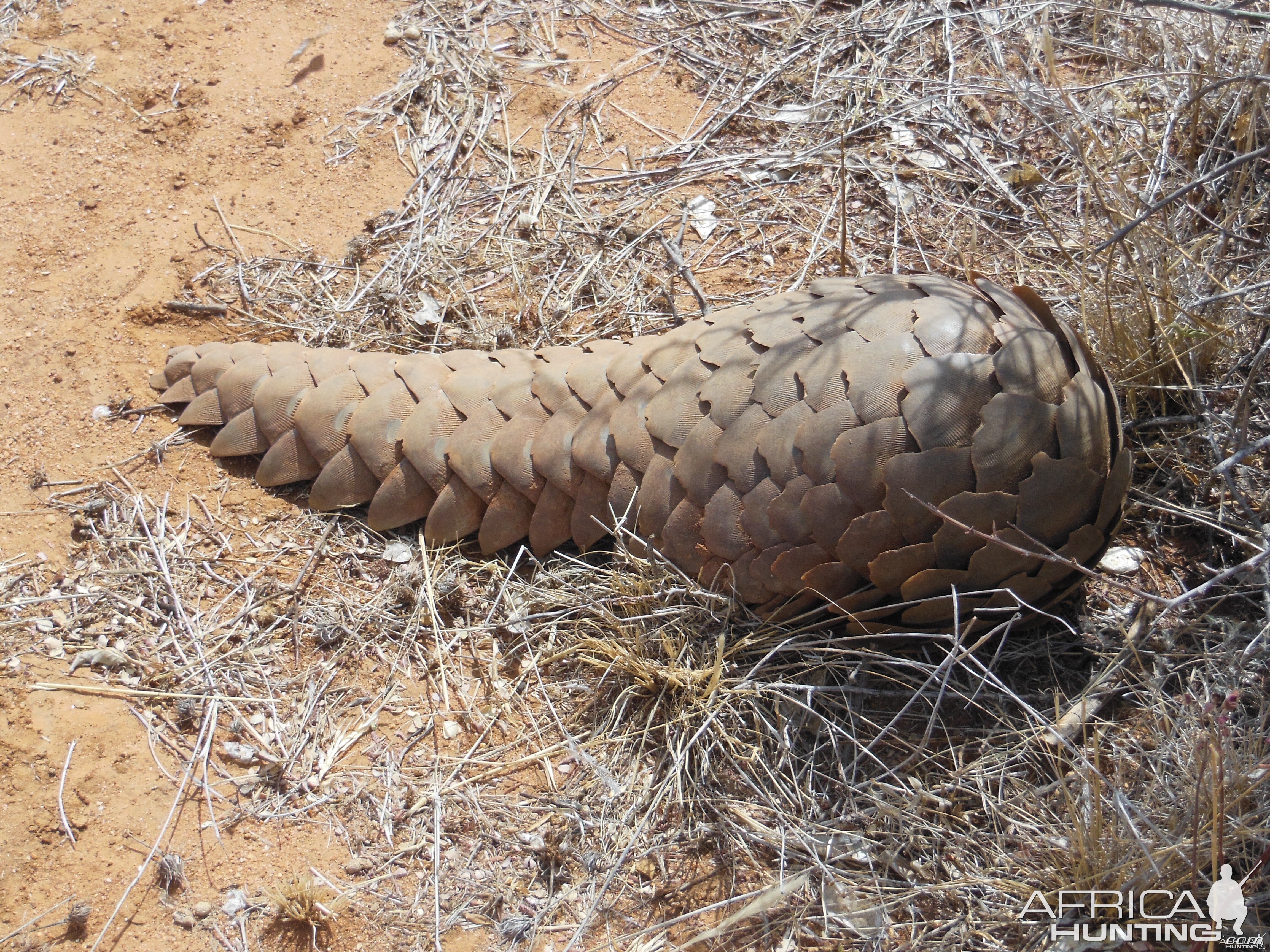 Pangolin Namibia