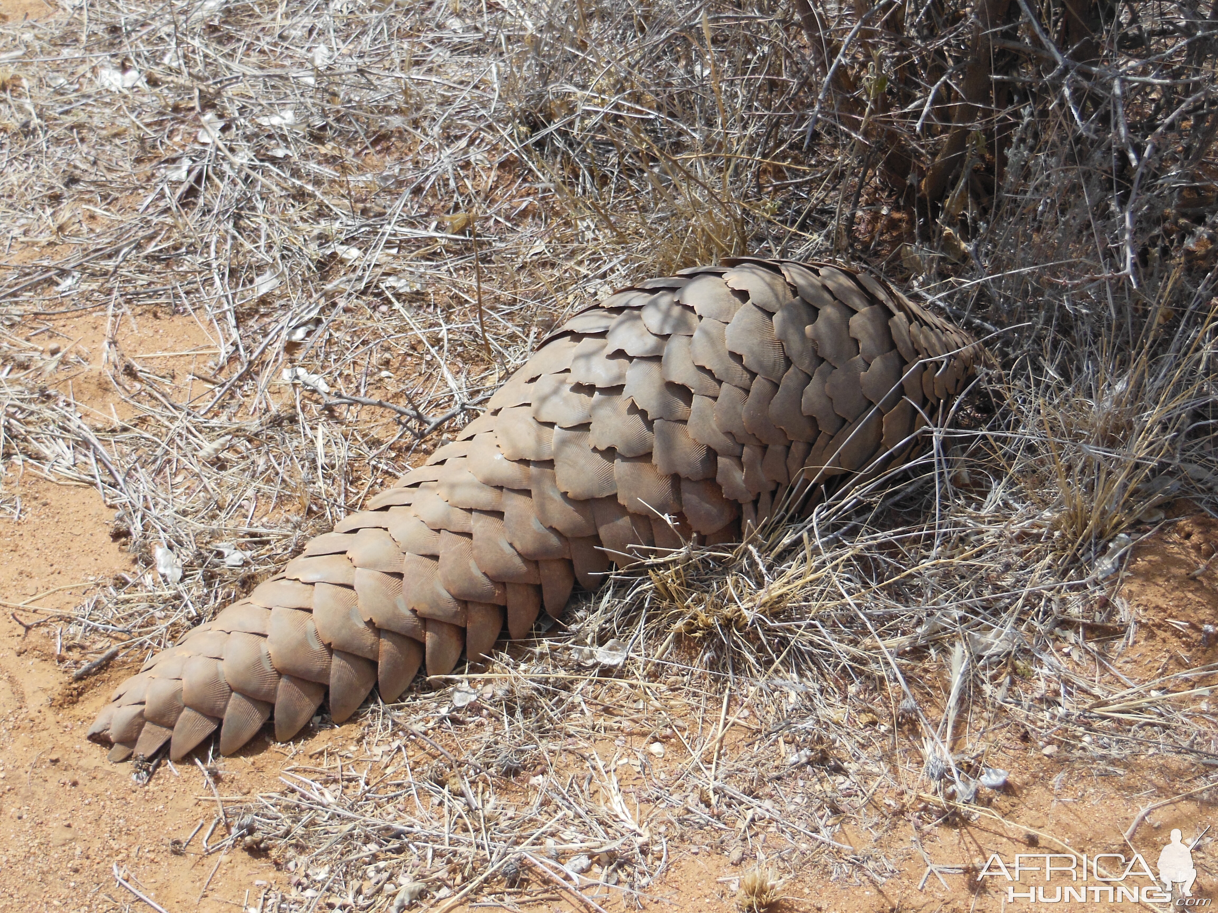 Pangolin Namibia