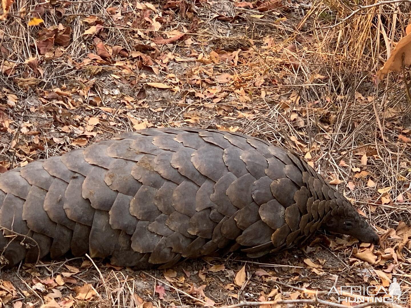 Pangolin Tanzania