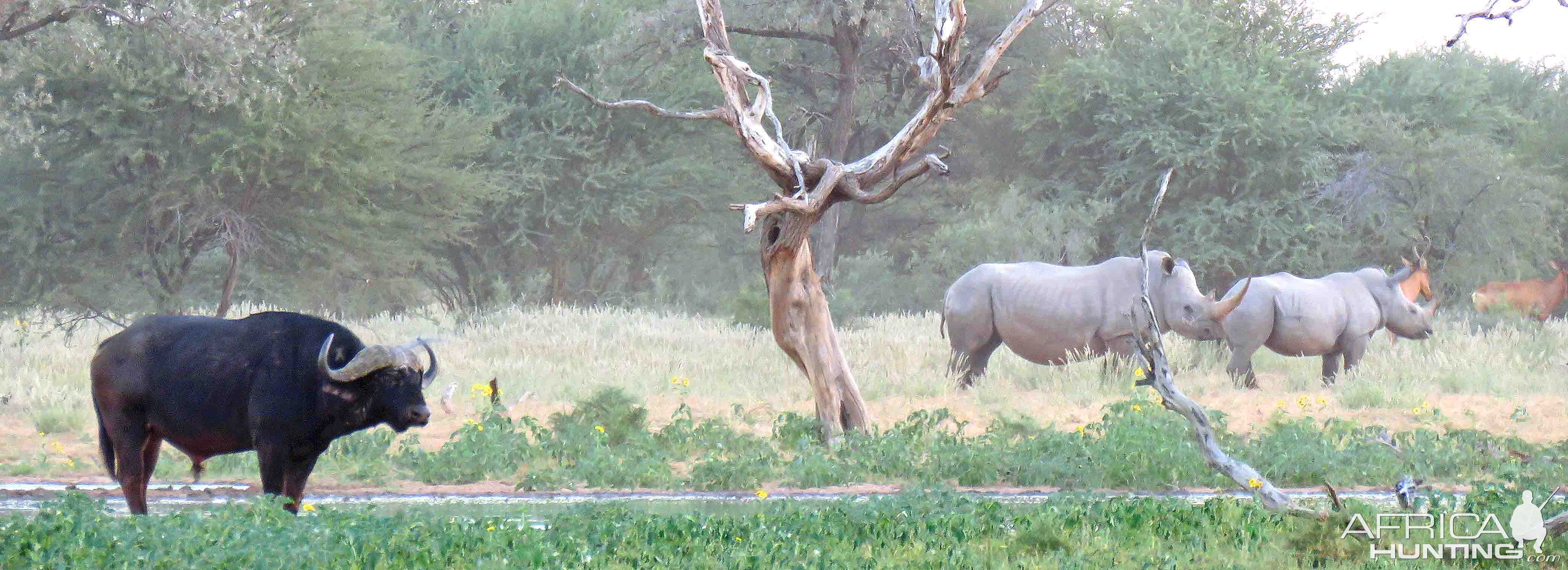 panorama--pristine wilderness, no poachers, no people, no disturbances!