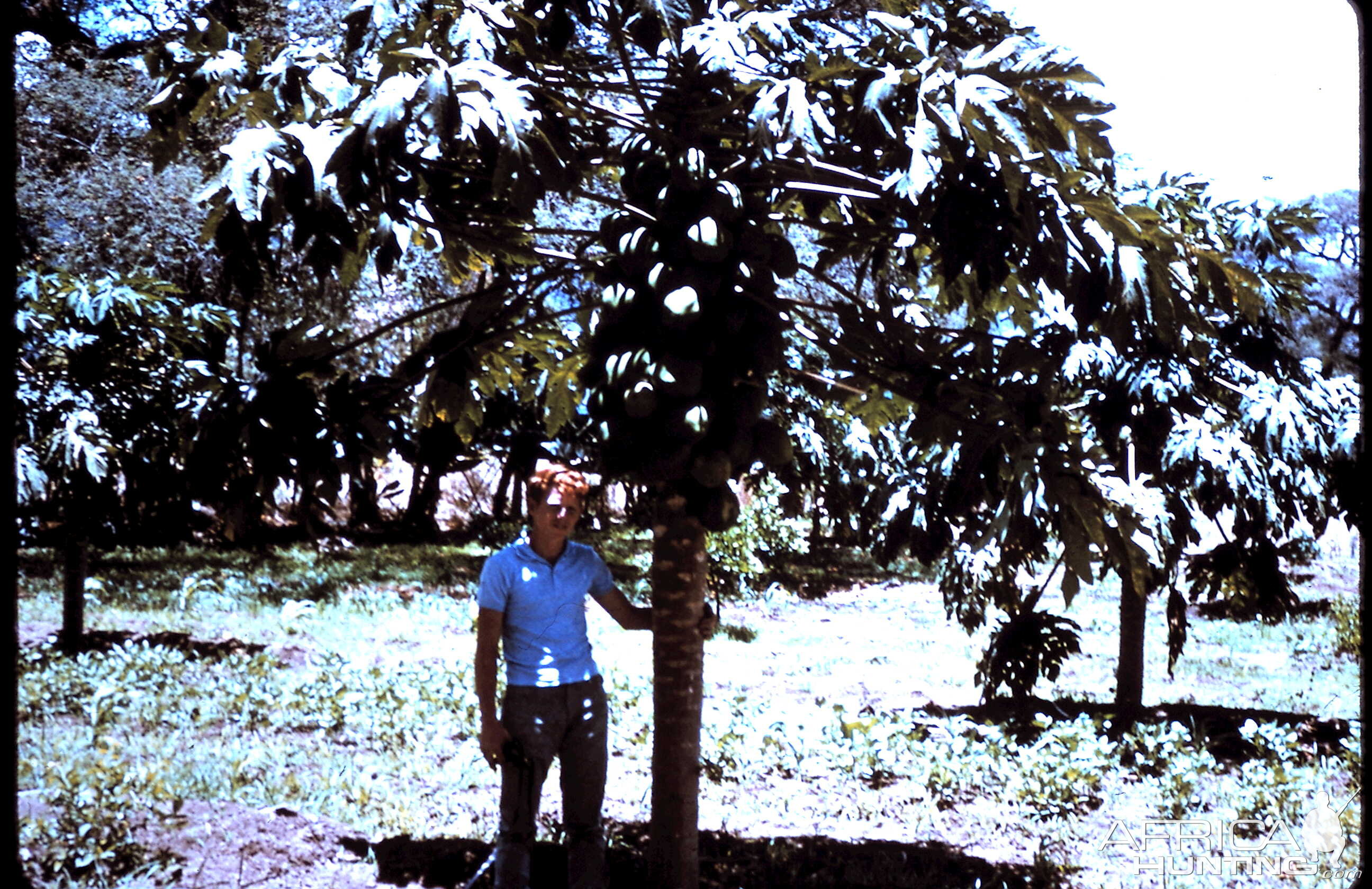 Papayas