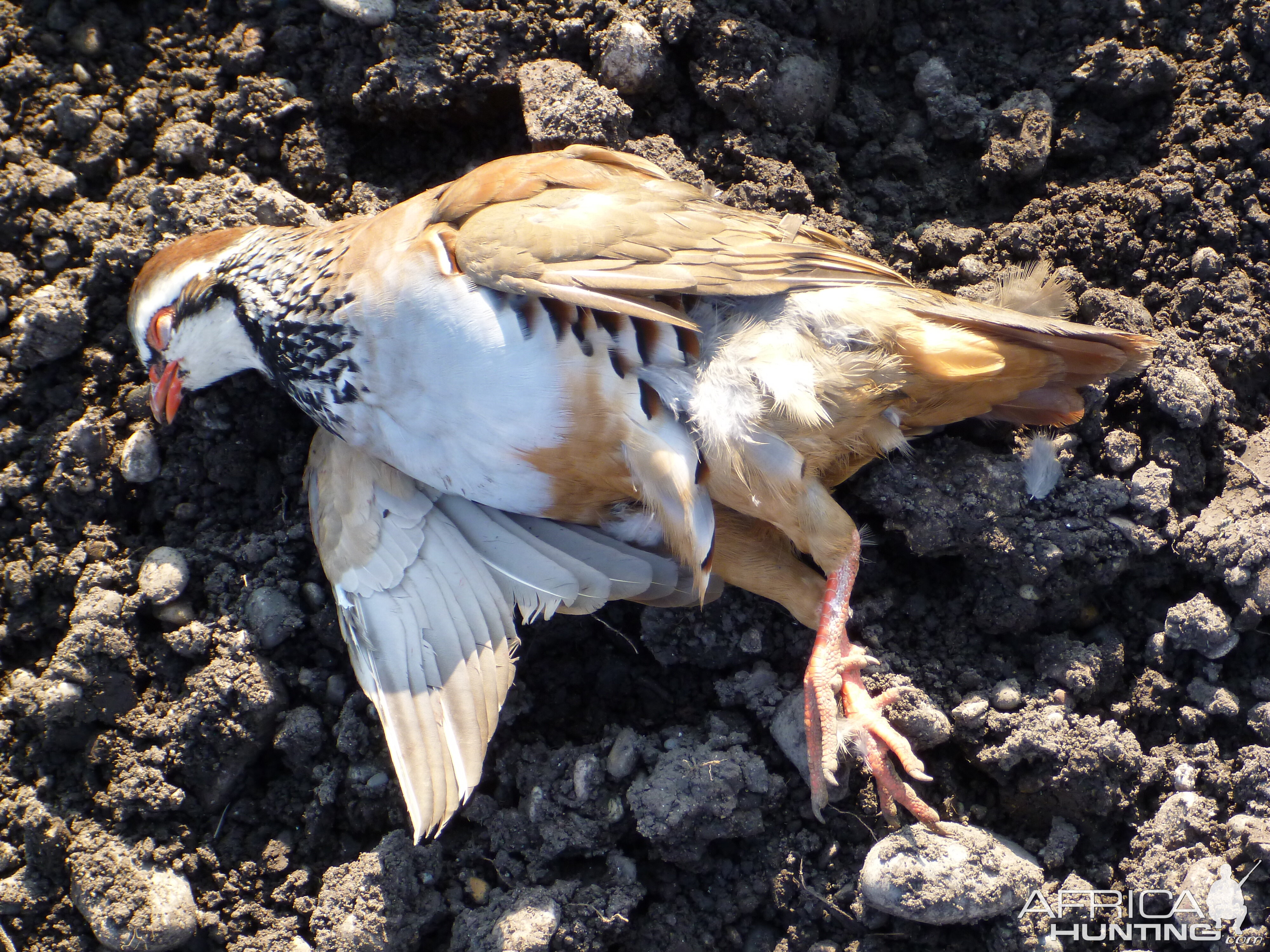 Partridge Hunting in France