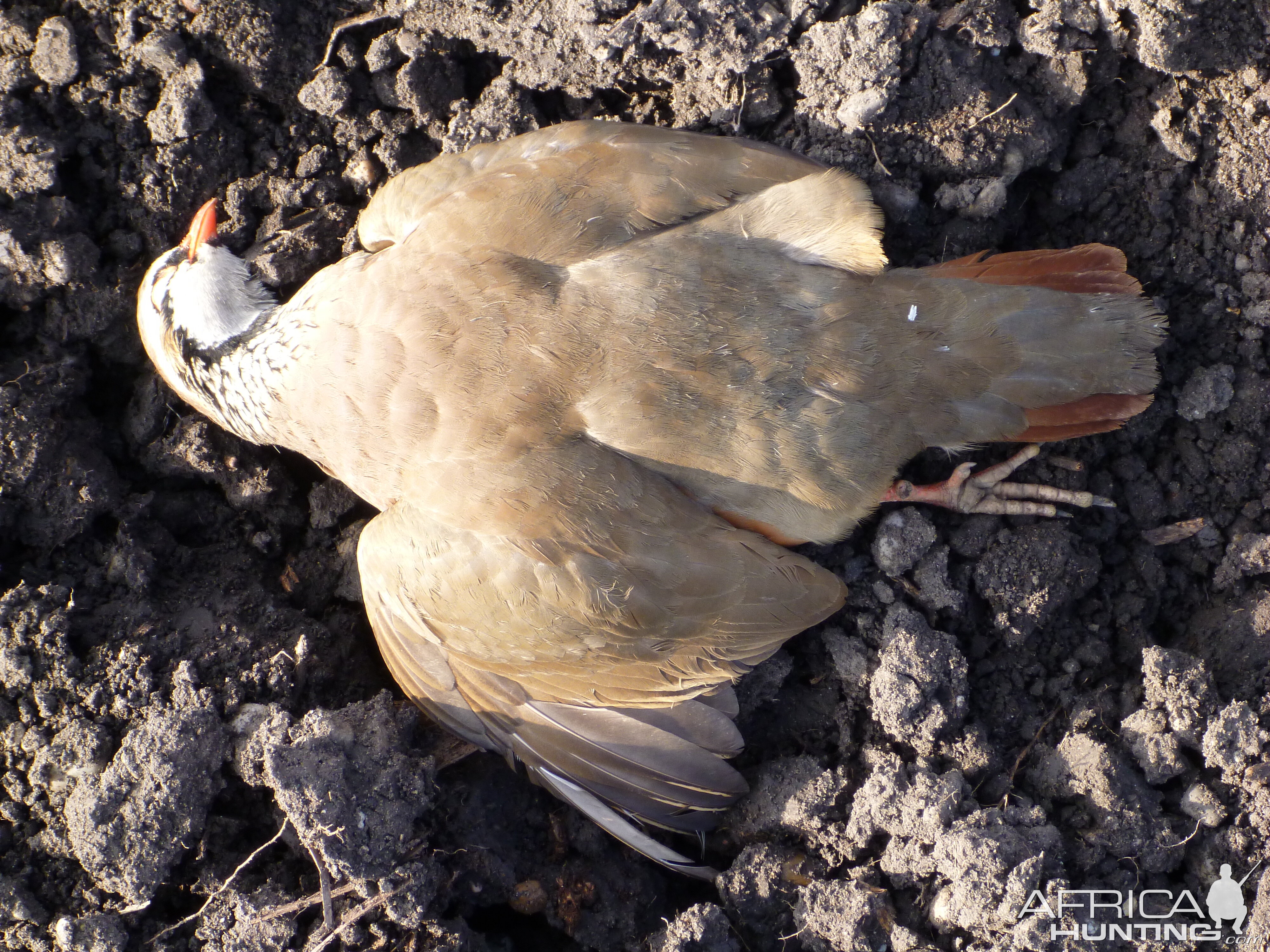 Partridge Hunting in France