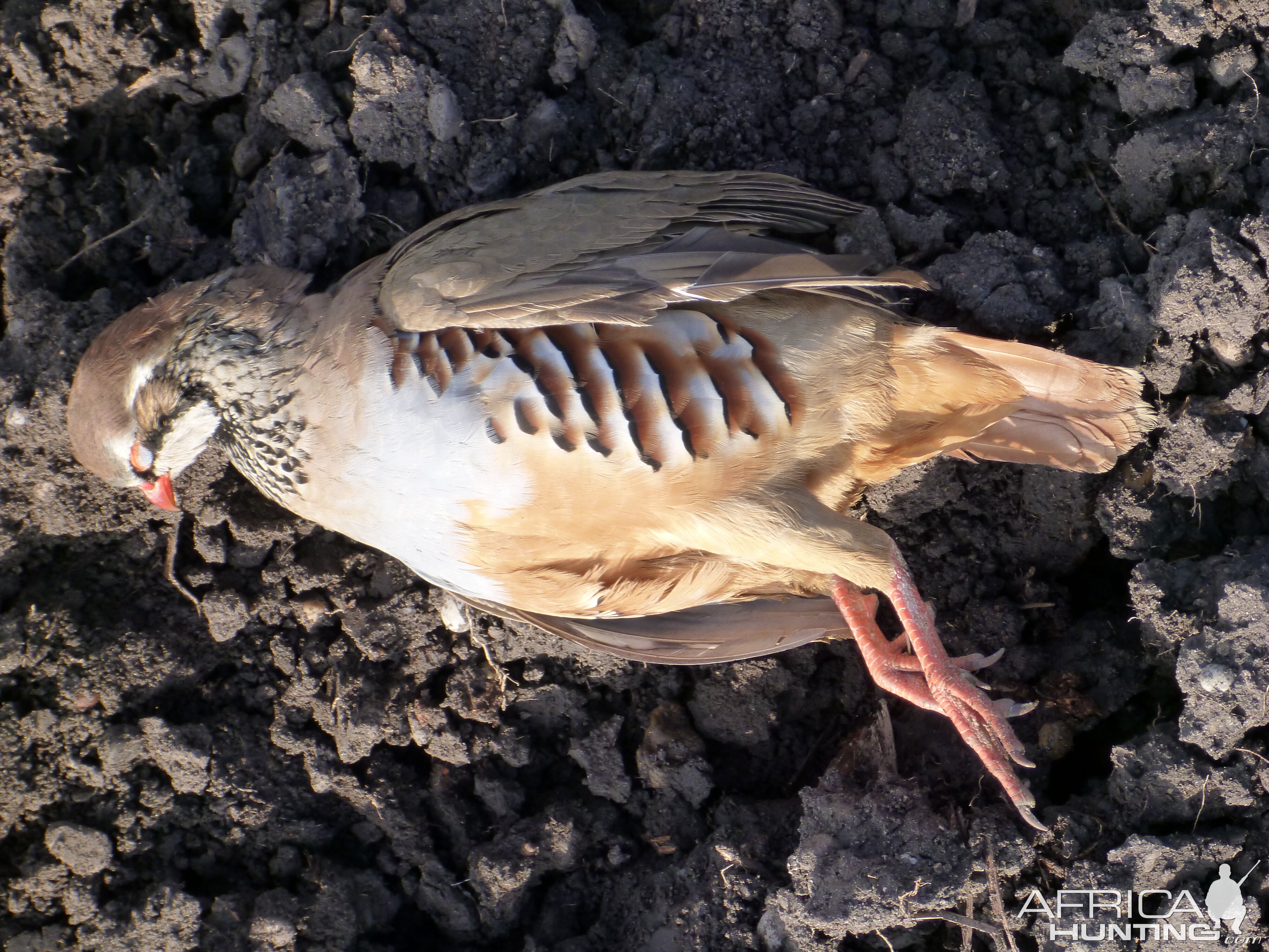 Partridge Hunting in France