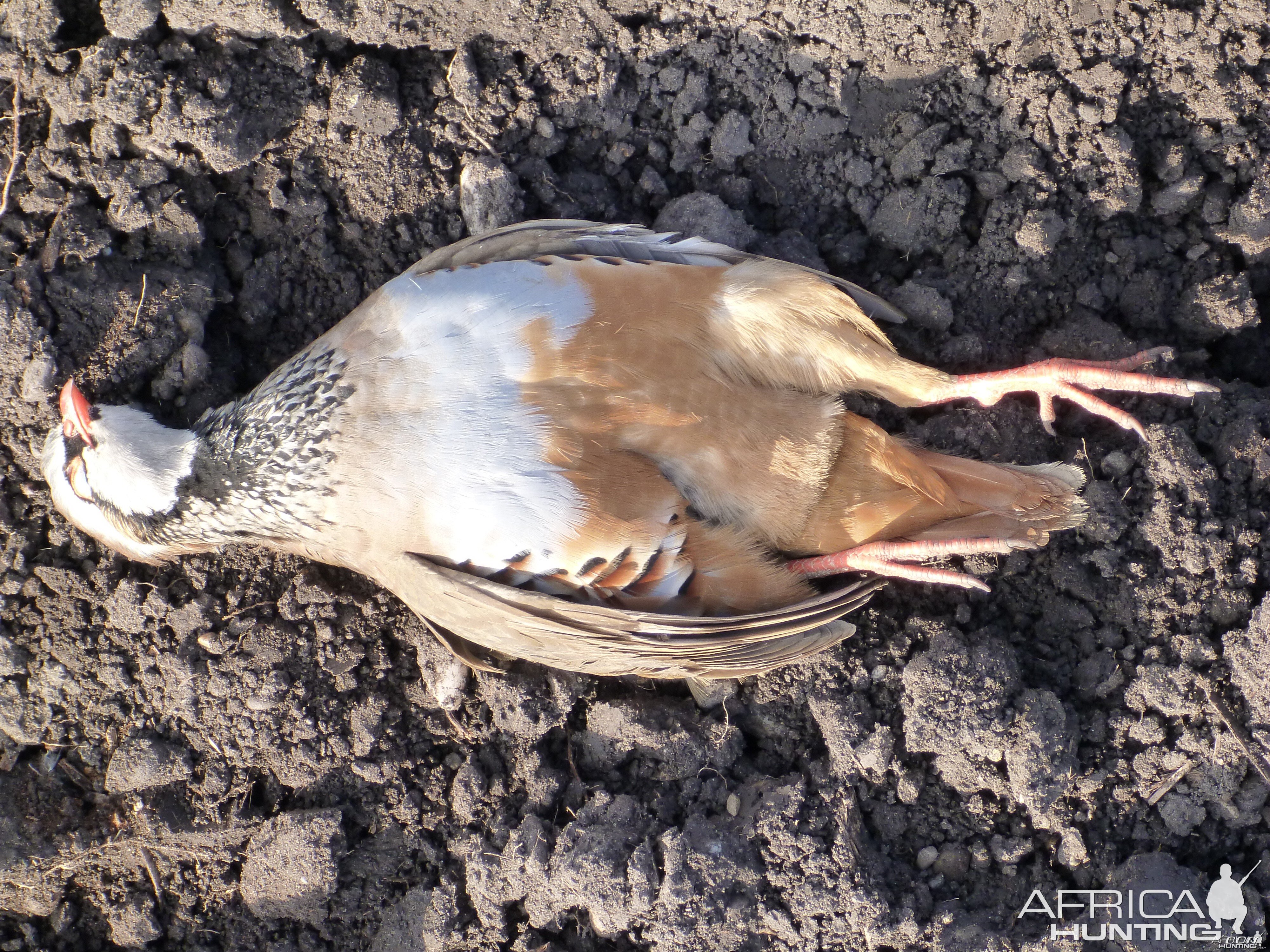 Partridge Hunting in France