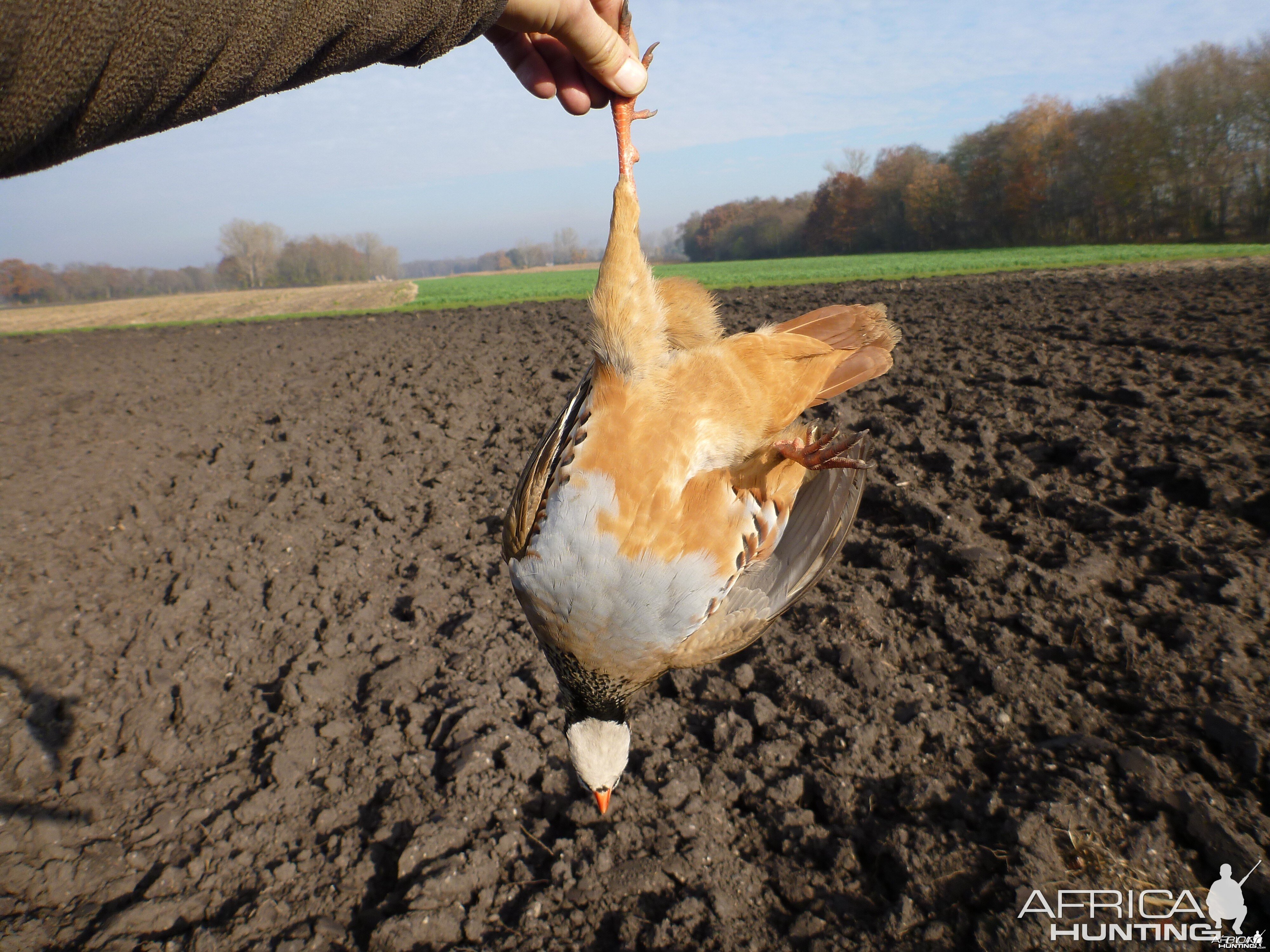 Partridge Hunting in France