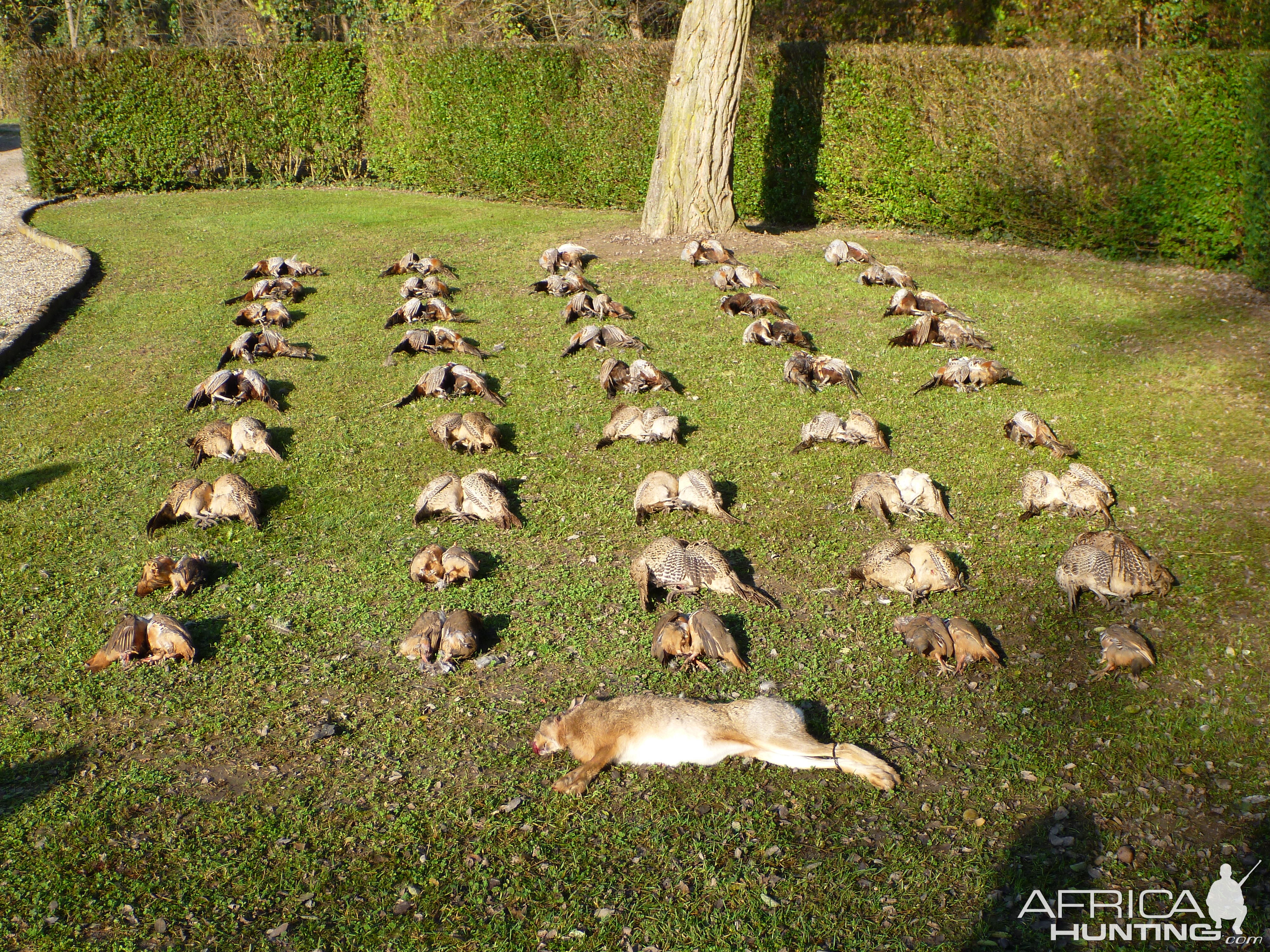 Partridge Hunting in France