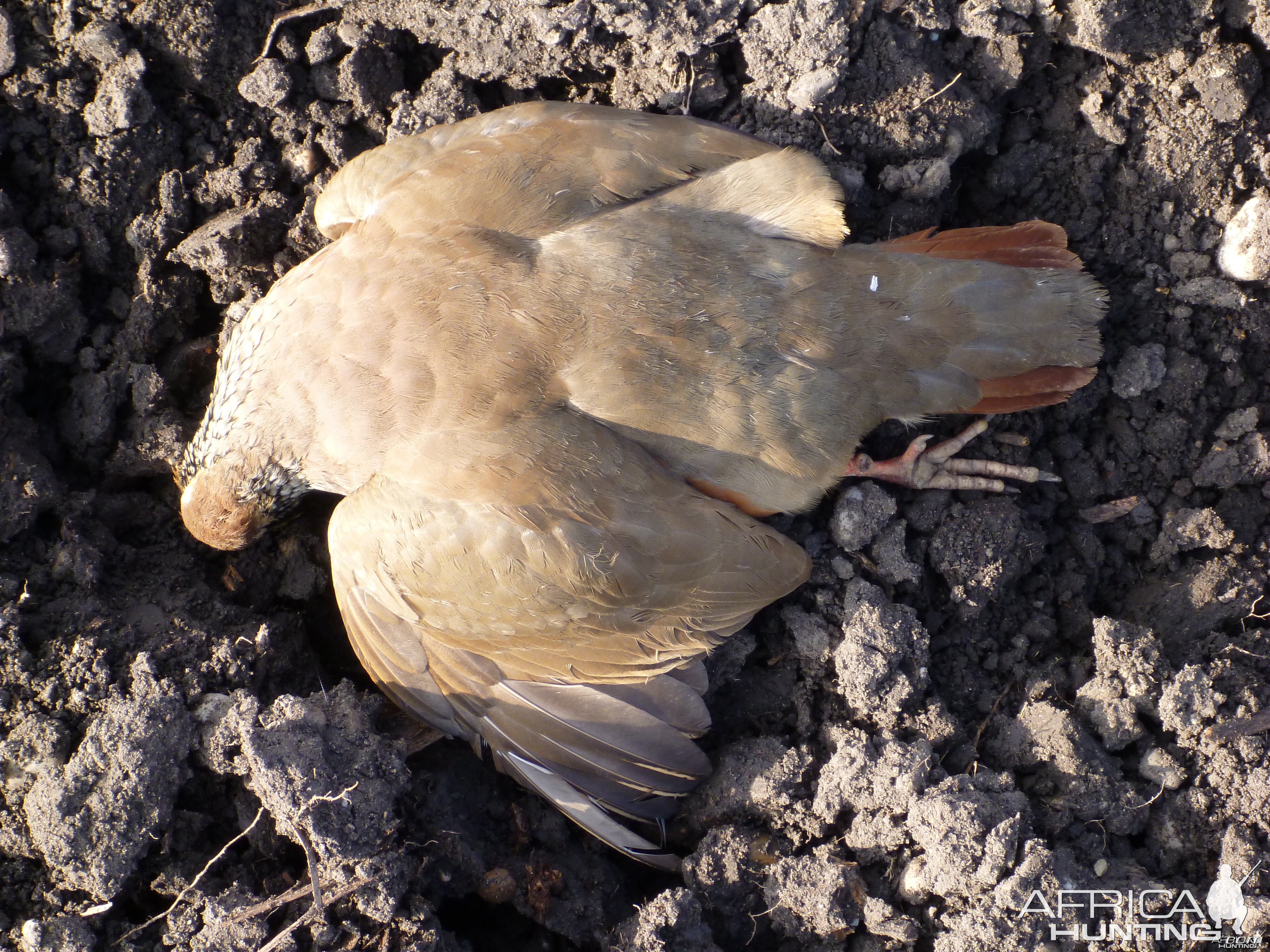 Partridge Hunting in France