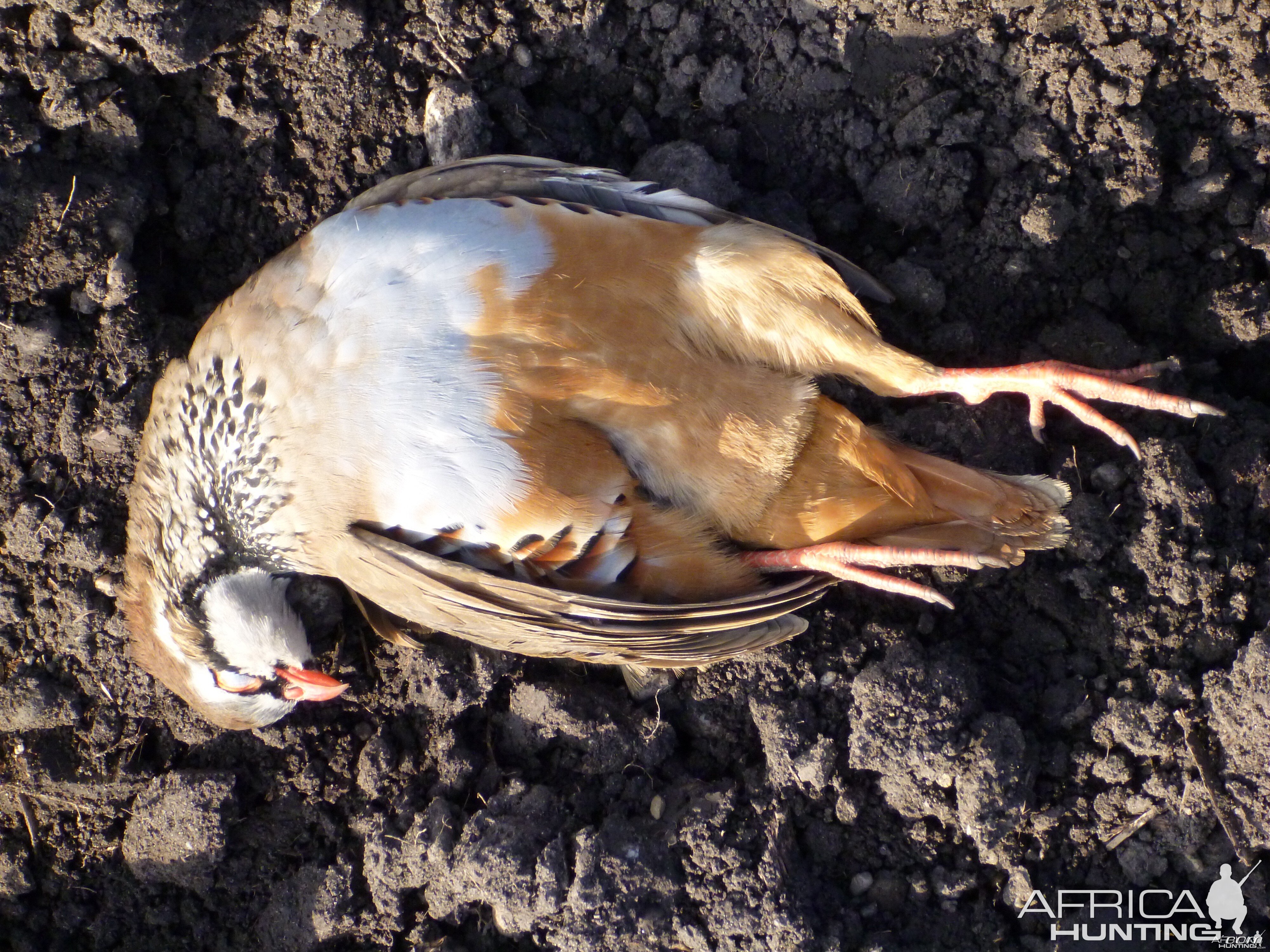 Partridge Hunting in France