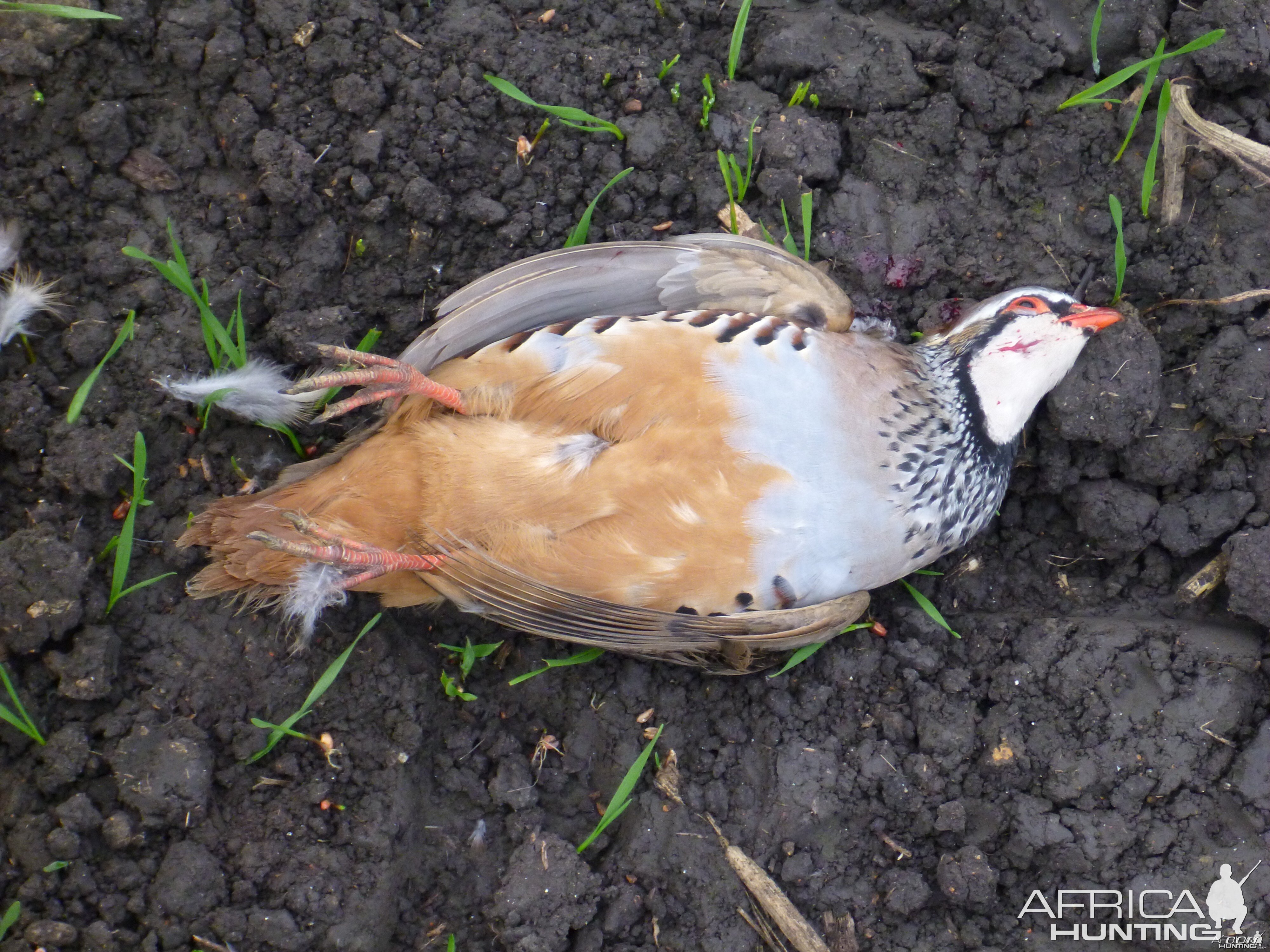 Partridge Hunting in France