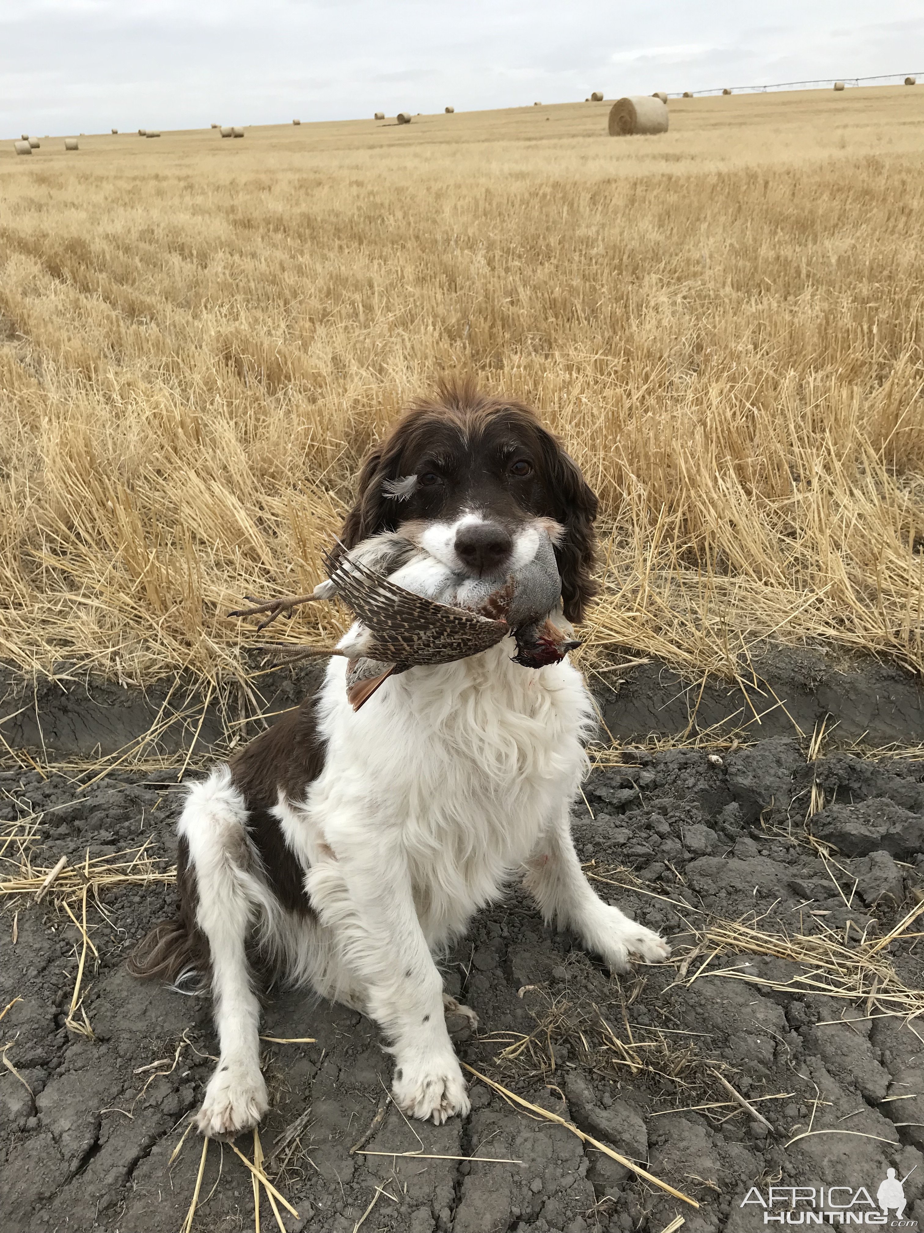 Partridge Hunting