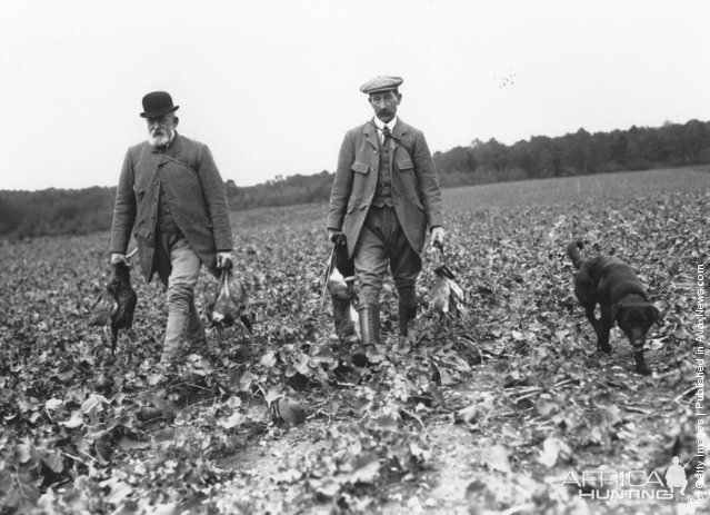 Partridge Wingshooting