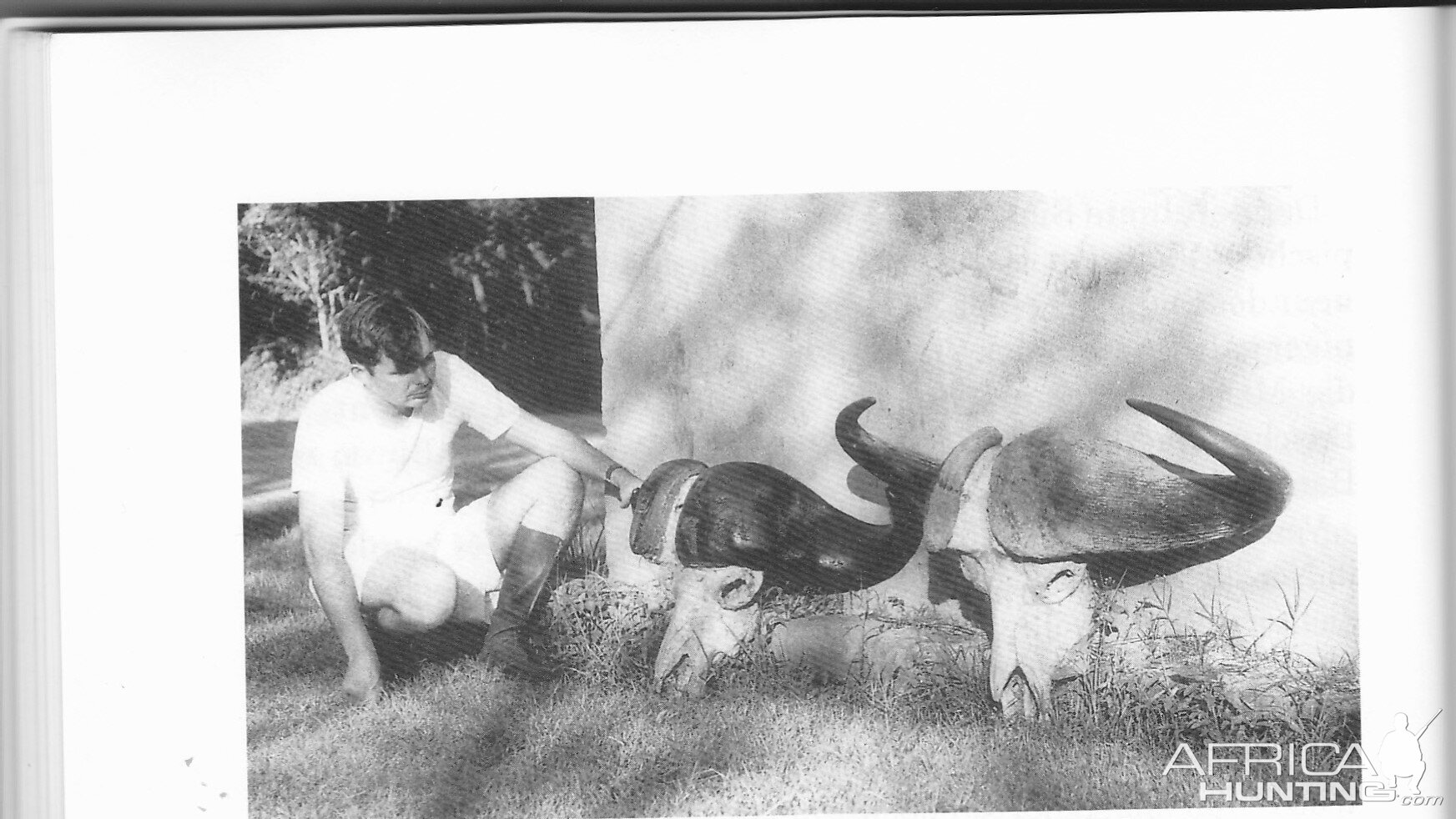 Pat Hemingway with two of his buffalo - strong ones