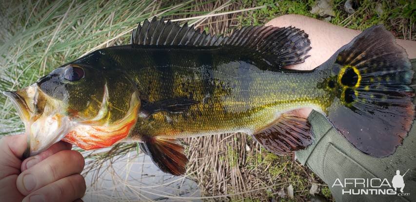 Peacock Bass Fishing Alaska