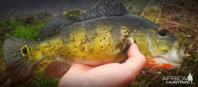 Peacock Bass Fishing Alaska