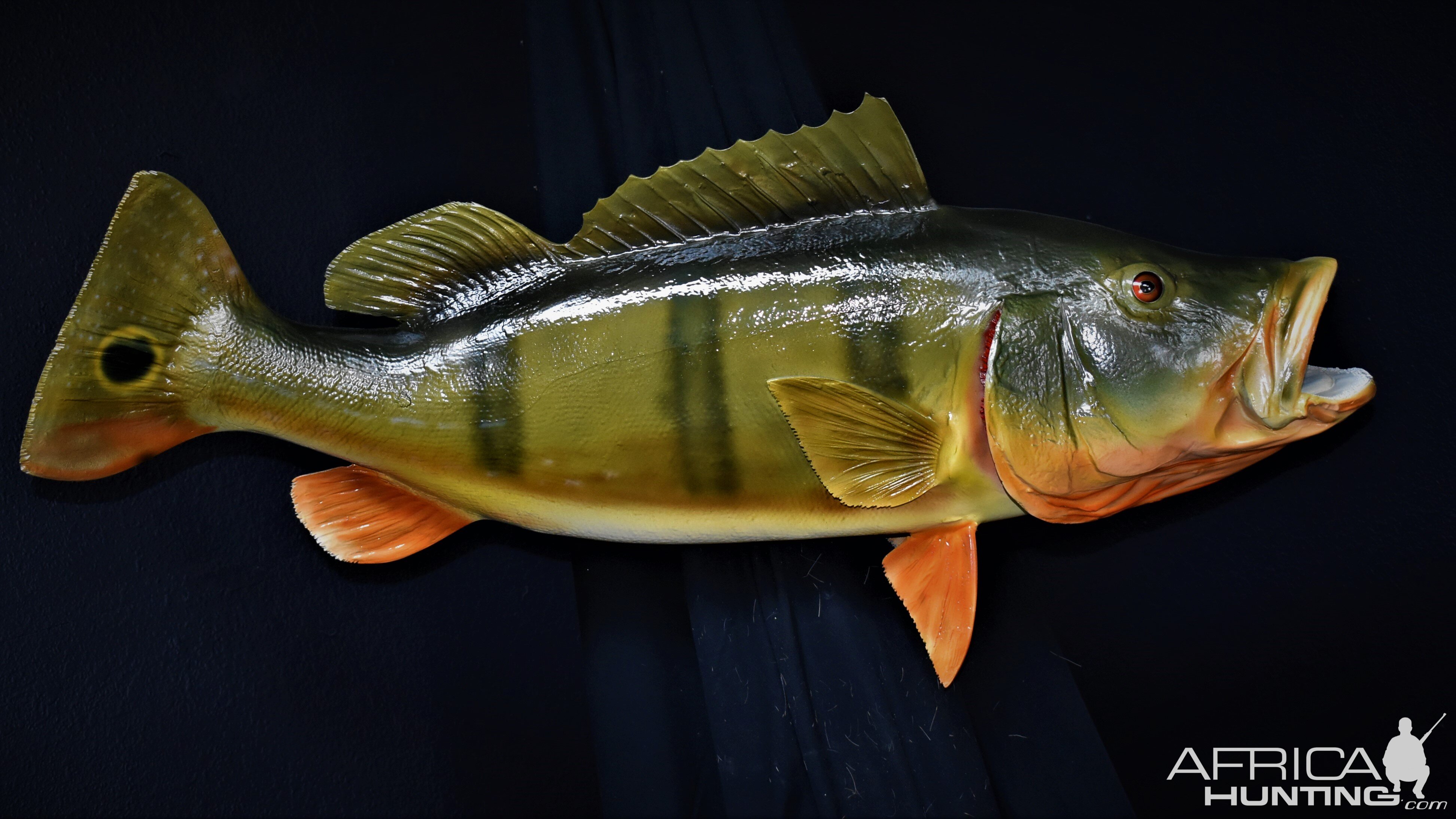 Peacock Bass Full Mount Taxidermy