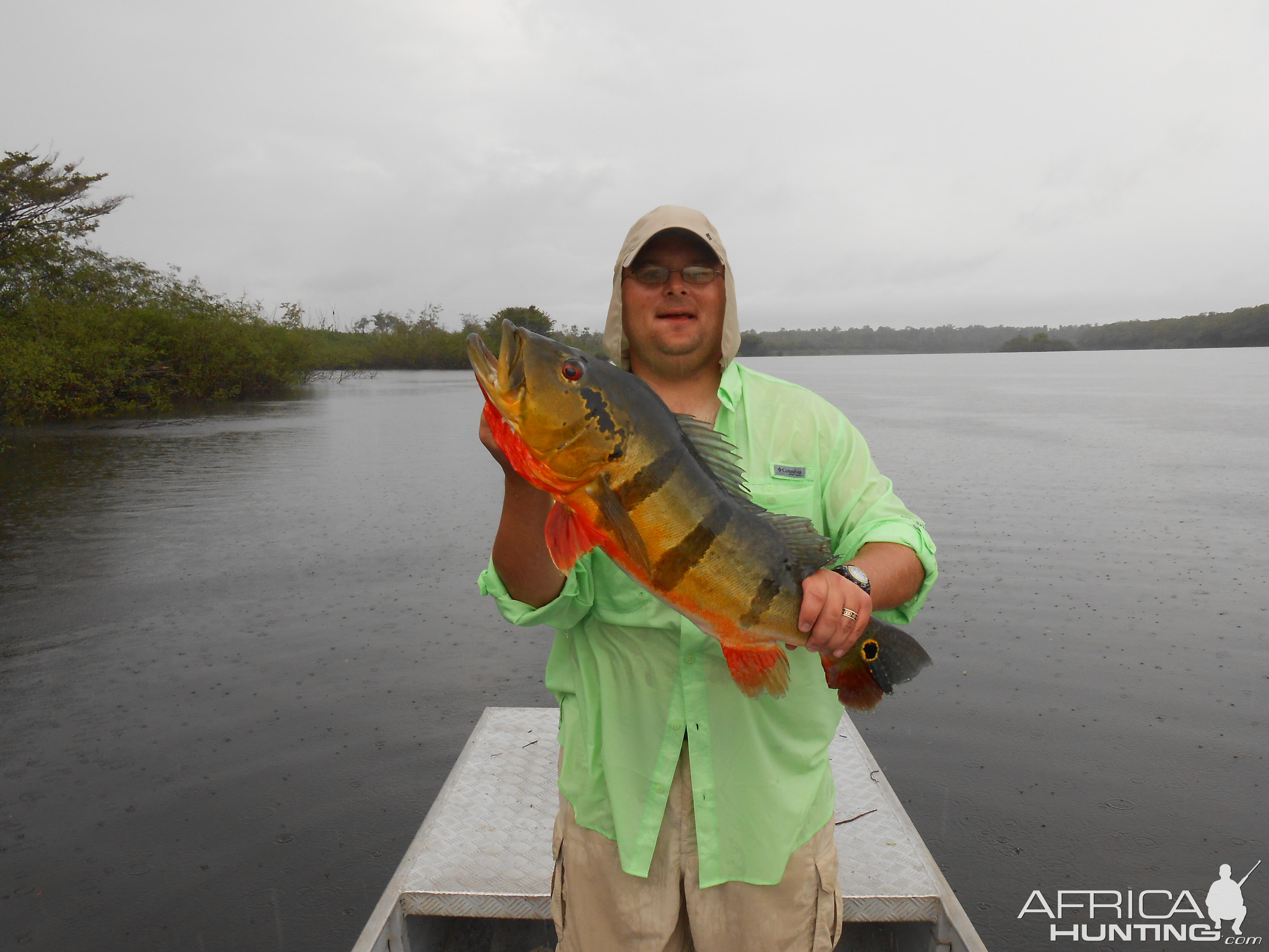 Peacock Bass