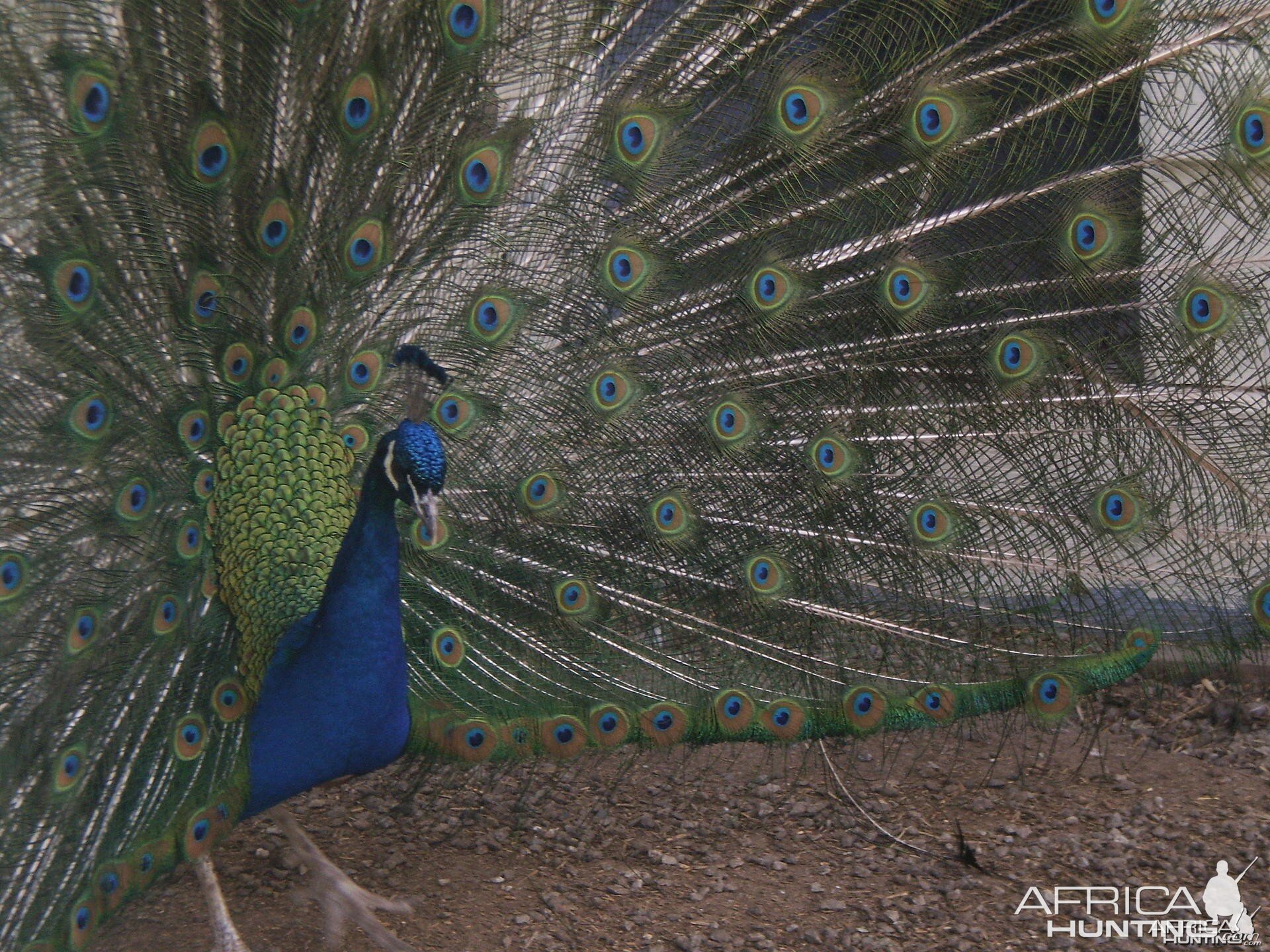 Peacock