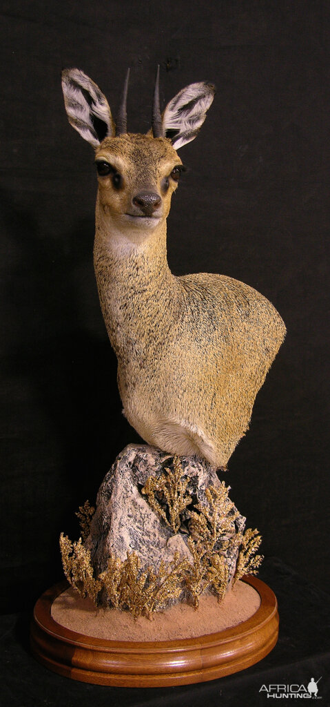 Pedestal Klipspringer Taxidermy