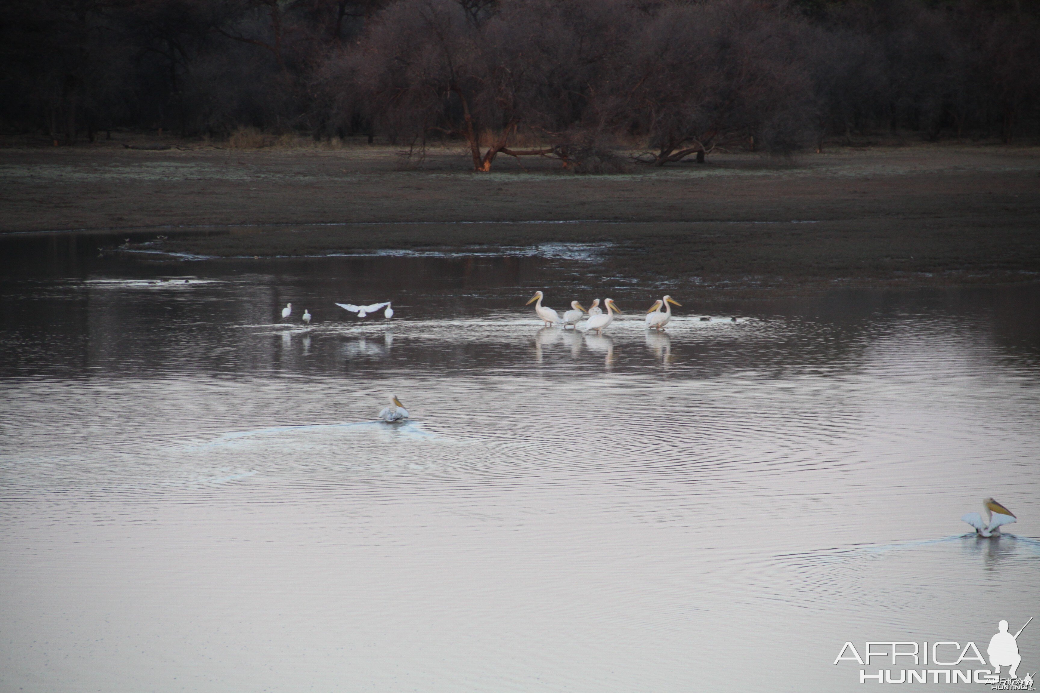 Pelican Namibia