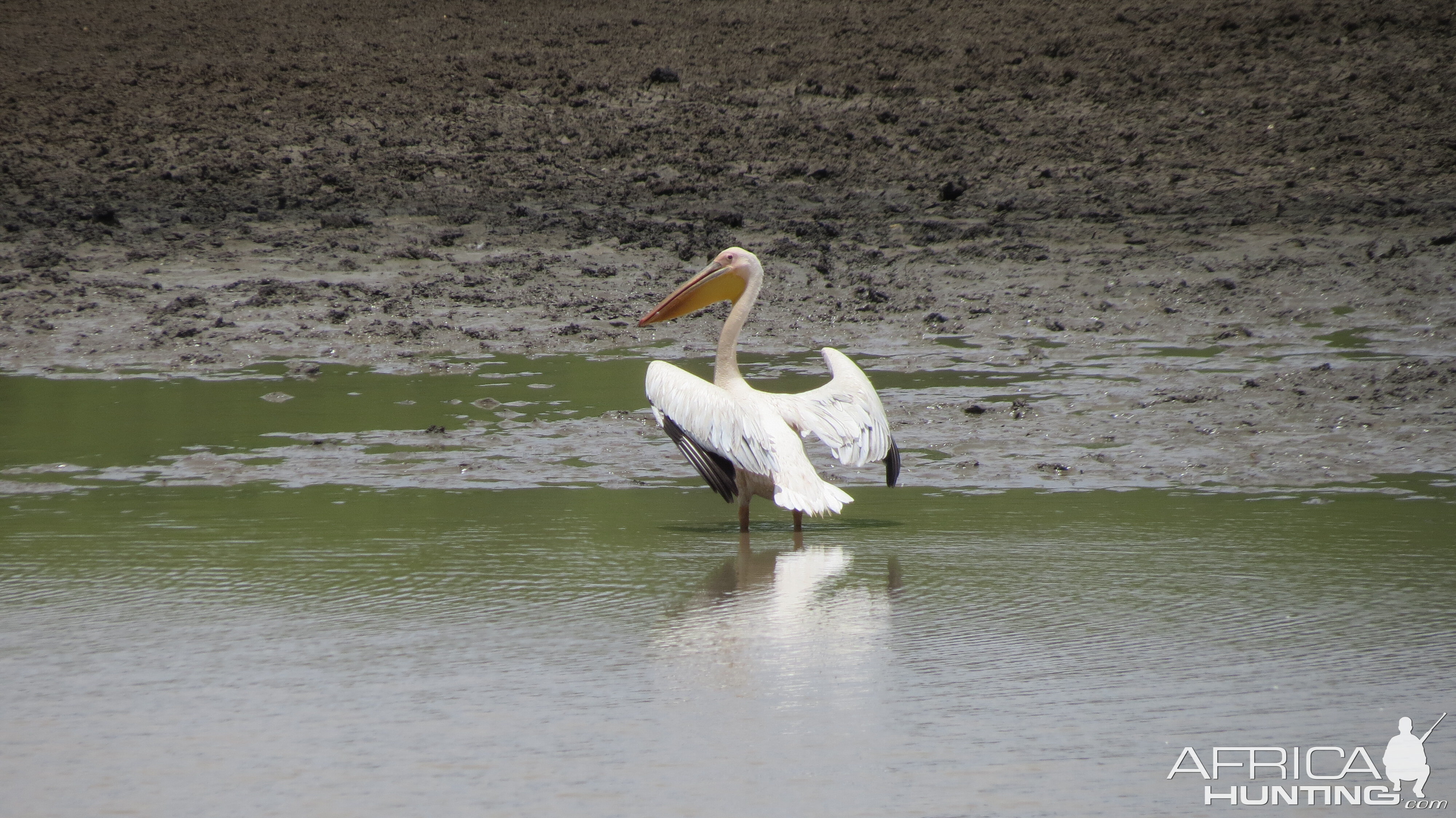 Pelican Namibia