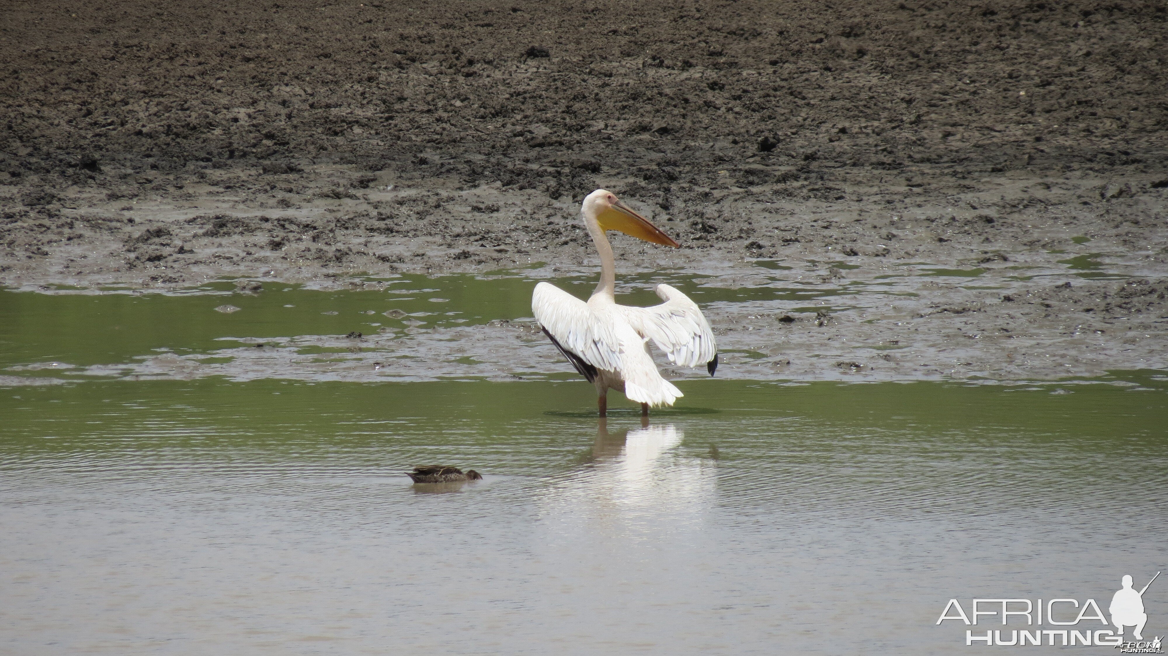 Pelican Namibia