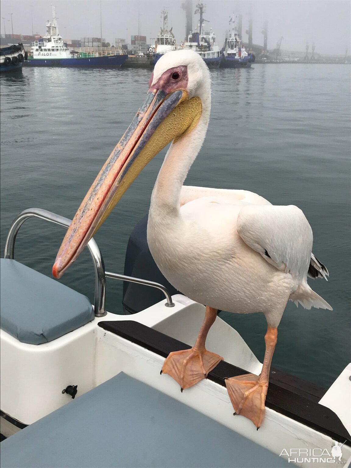 Pelican Namibia